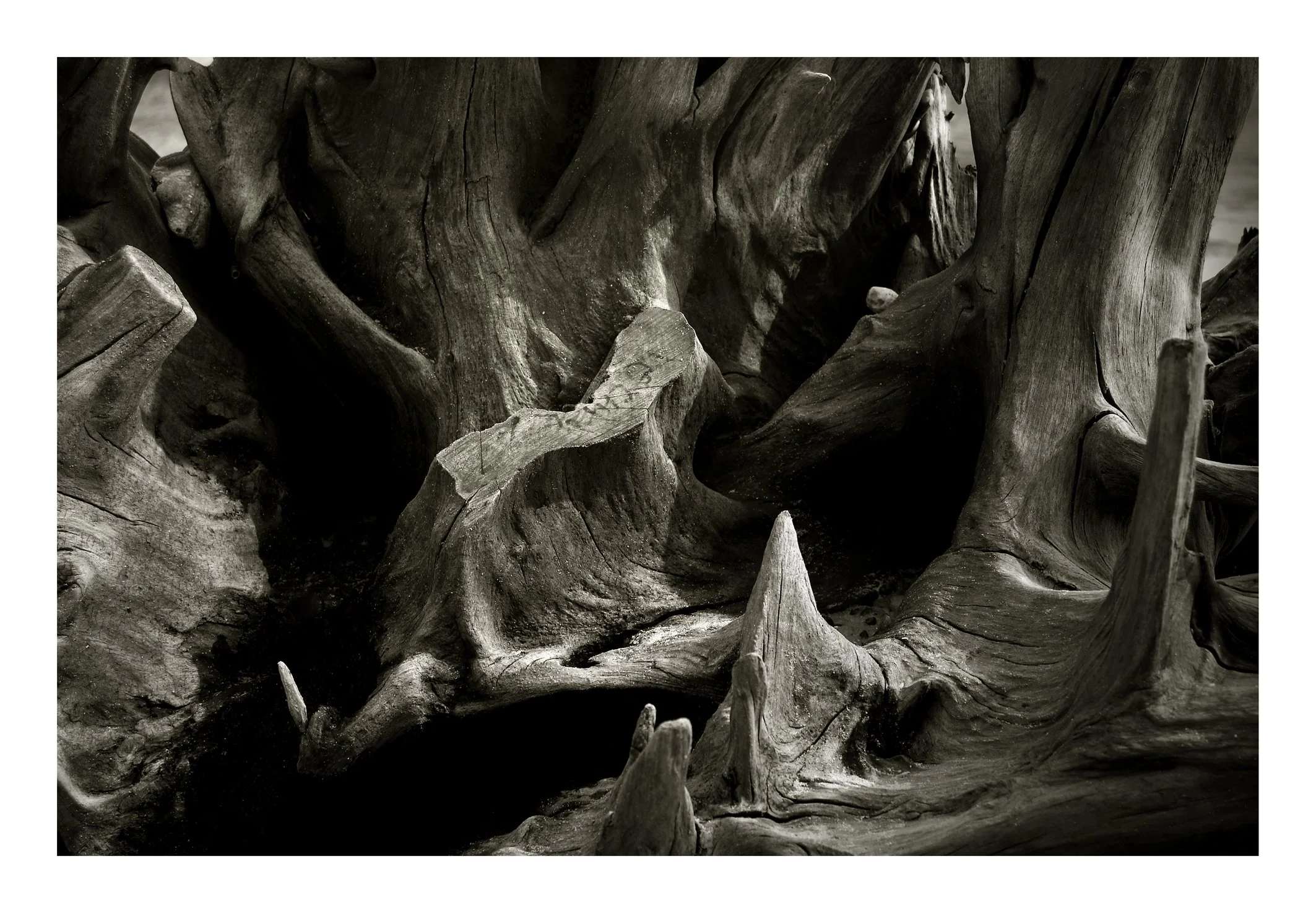 17 Covehithe treescape 06 April 2015 copy.jpg