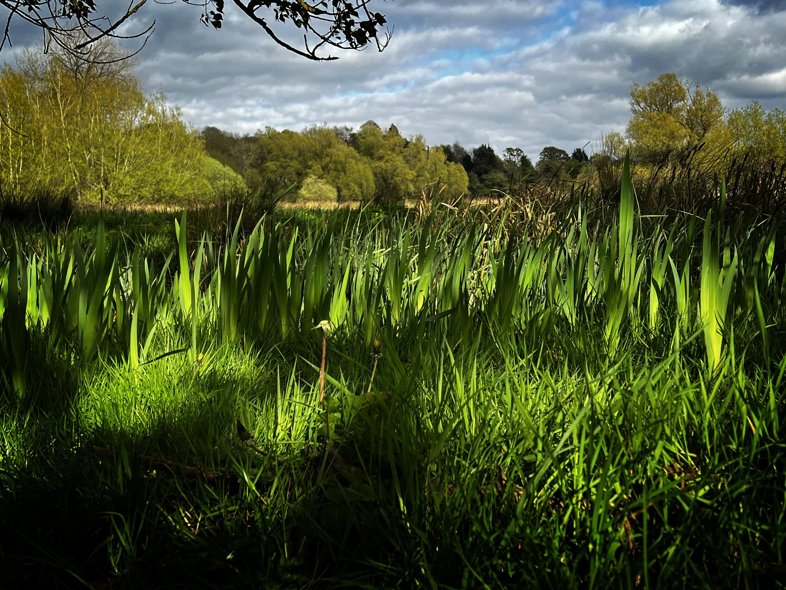 26 Grasses 2 Marston Marshes April 2022 copy.jpg