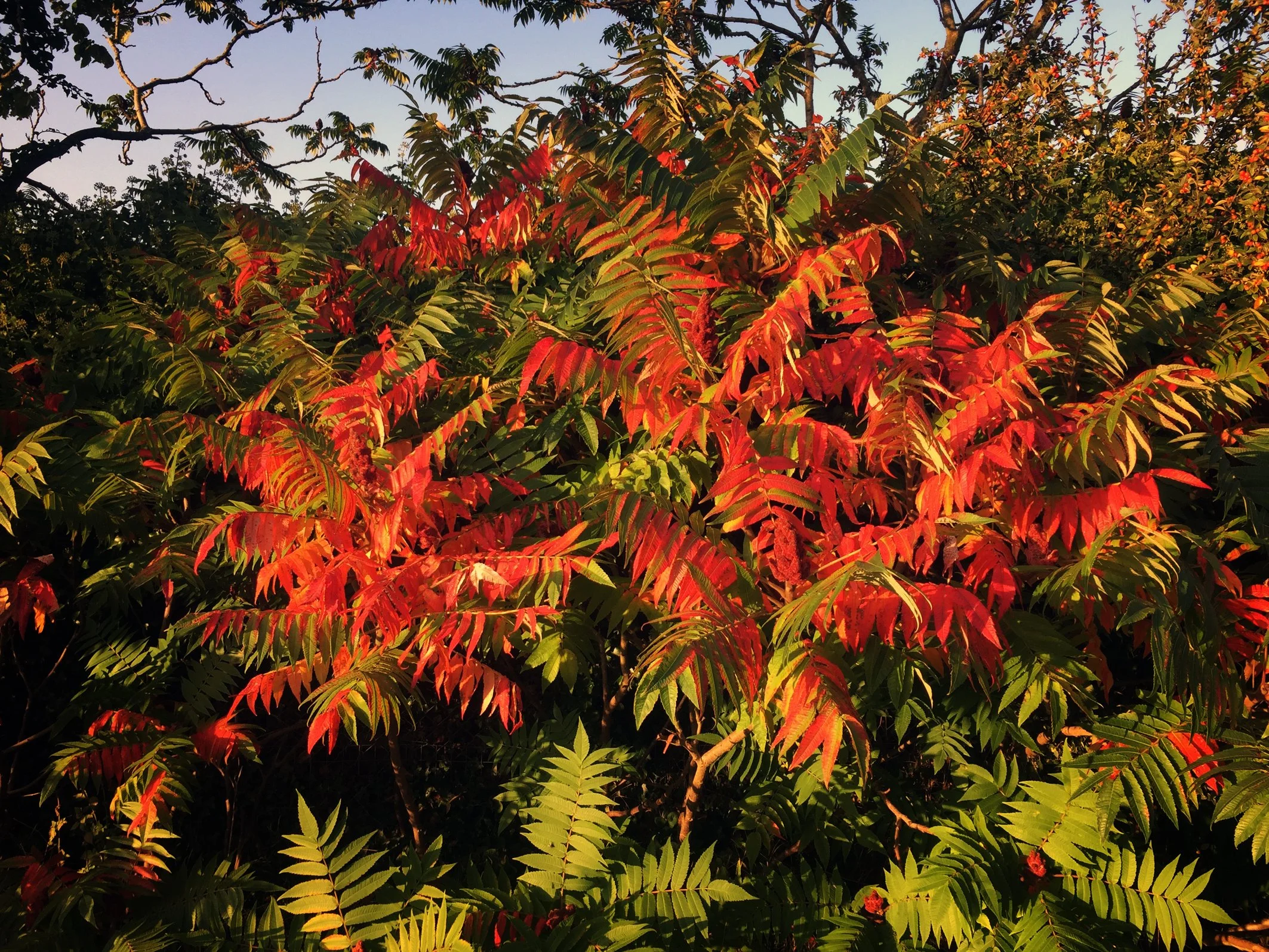 43 Leaves turning Sept 2020.jpg