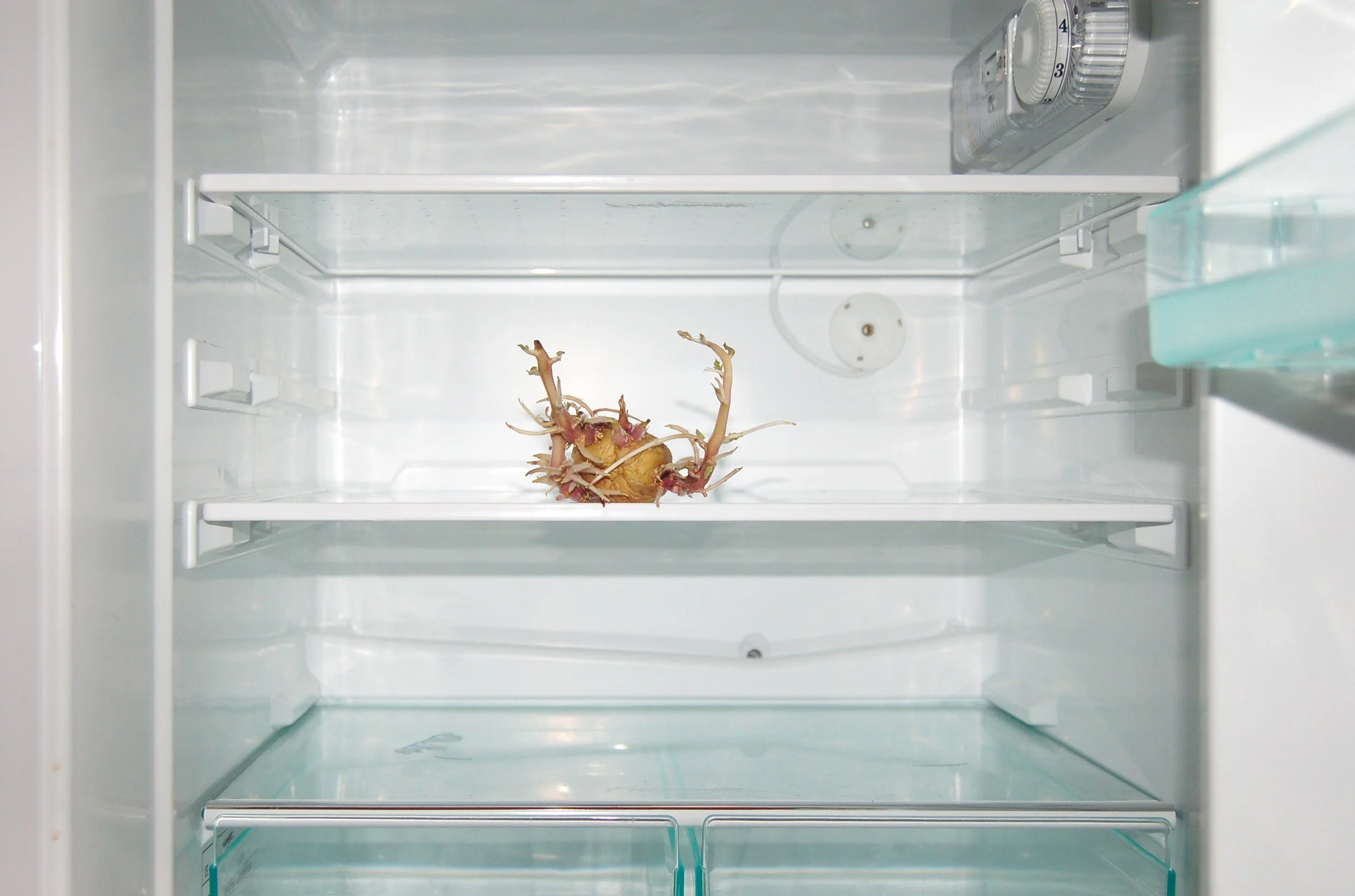 Potato in fridge copy 3.jpg