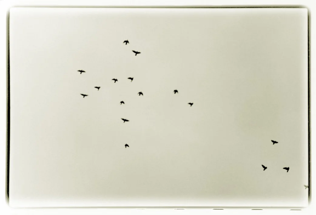 Birds distant 2.jpg