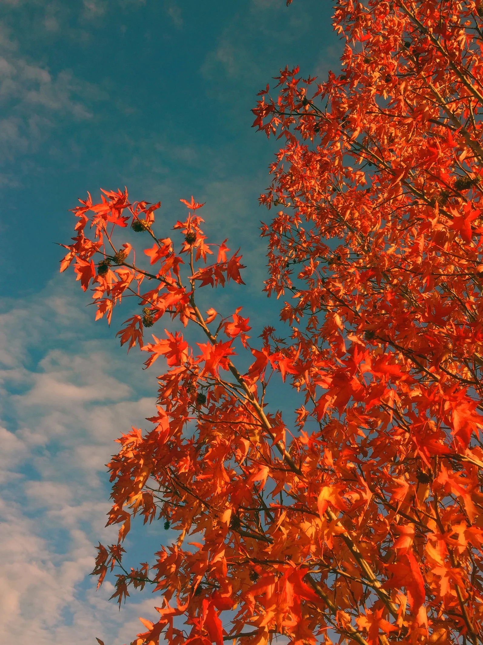 34 Leaves Red leaves 1 Eaton Rise Nov 2020.jpg