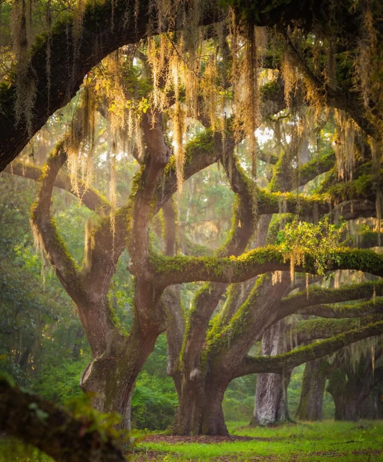 A forest scene with large, twisted oak trees covered in moss, with hanging moss and sunlight filtering through the dense canopy.