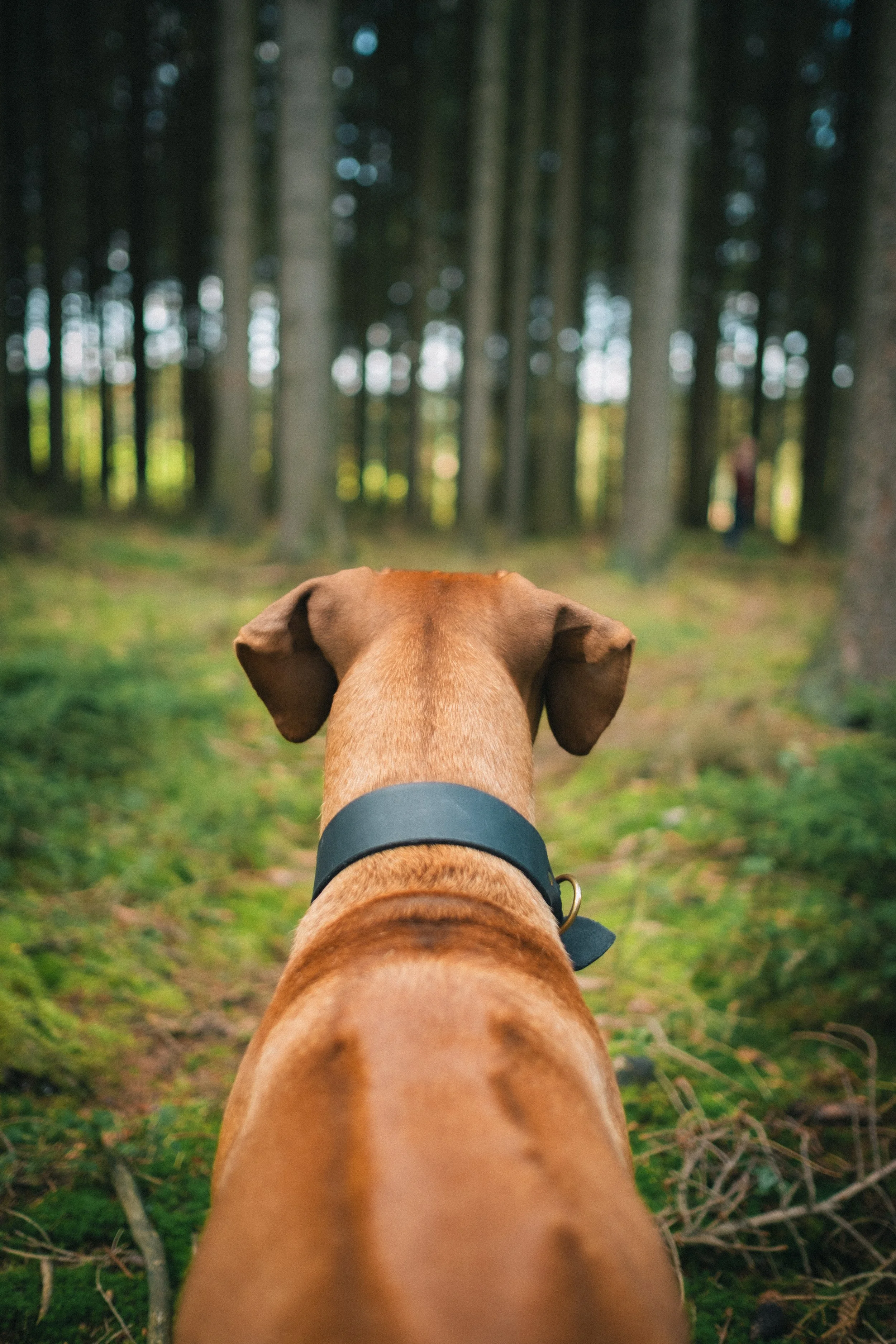 Hund im Wald Branding Businessfotos