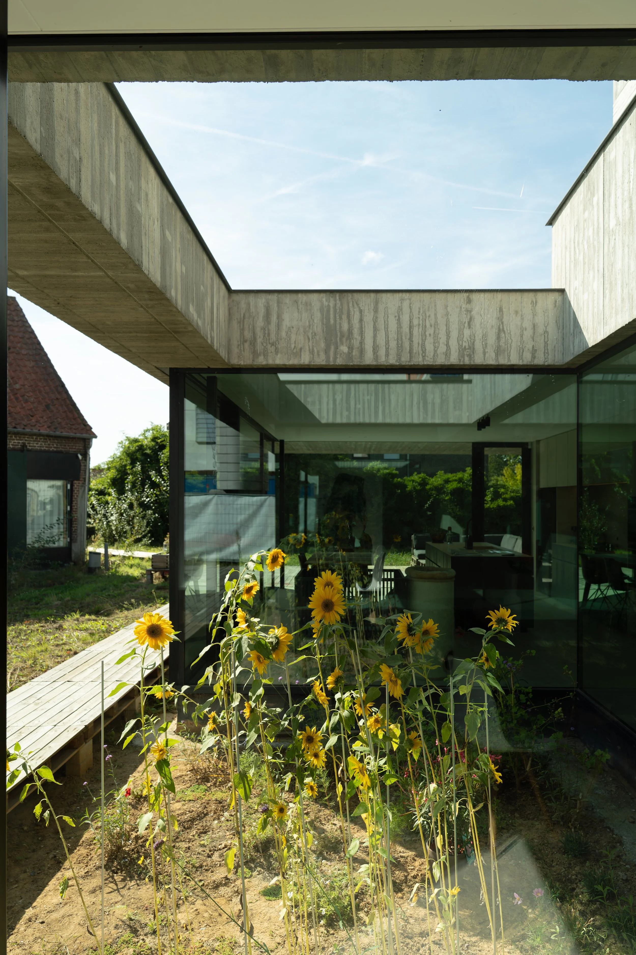 Sunflower plants growing outside a modern glass house with concrete overhangs, with a blue sky and some clouds visible.