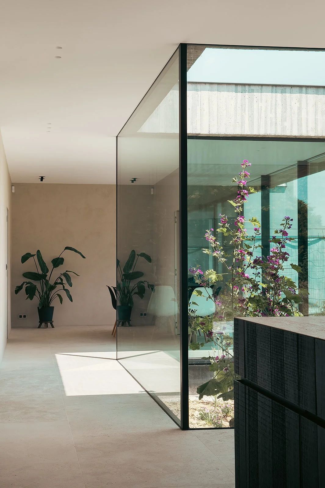 Modern interior with a glass wall revealing a small garden with blooming purple flowers.