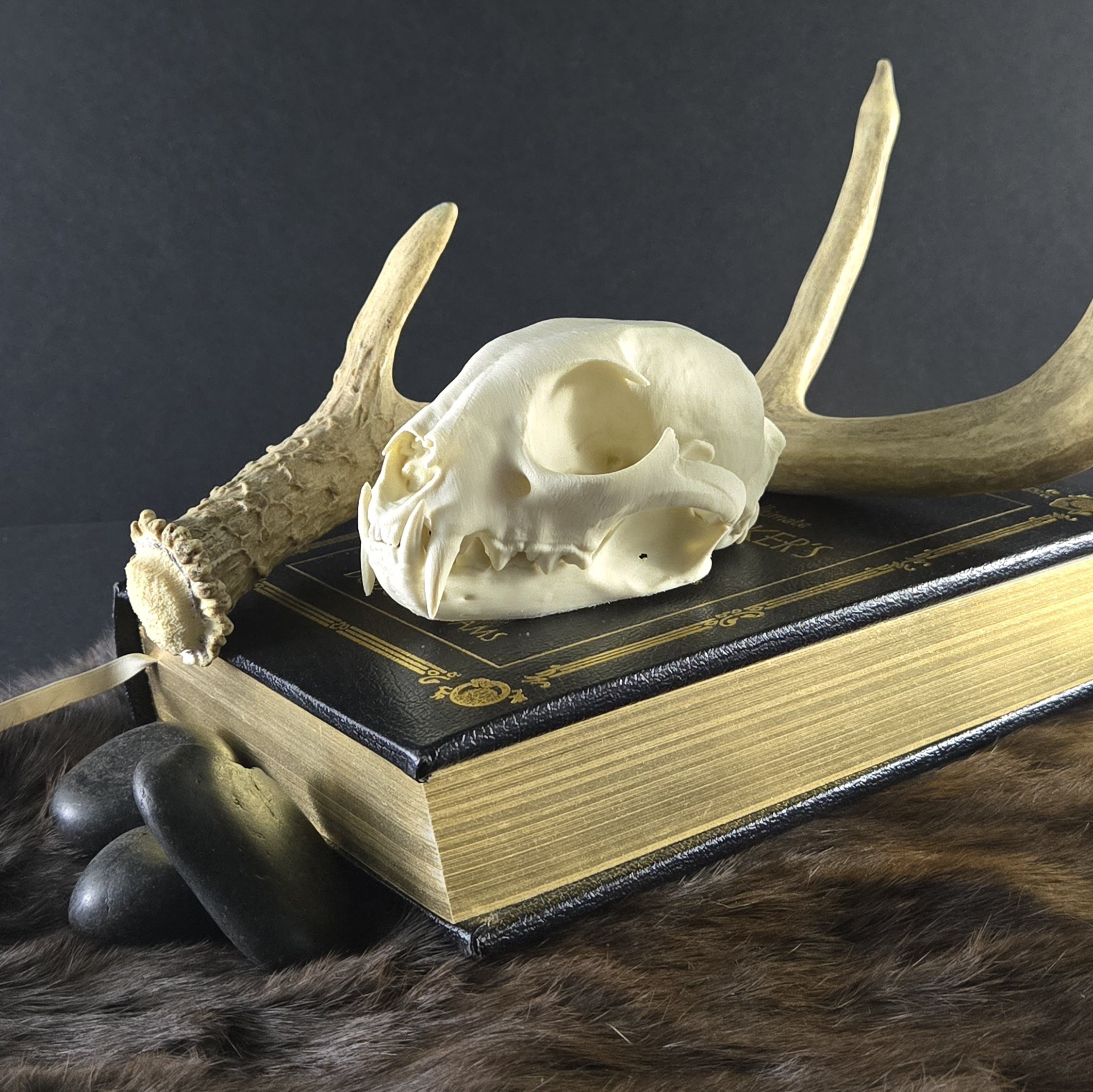 Lynx Skull Replica - CT Scan Reproduction - True to Scale
