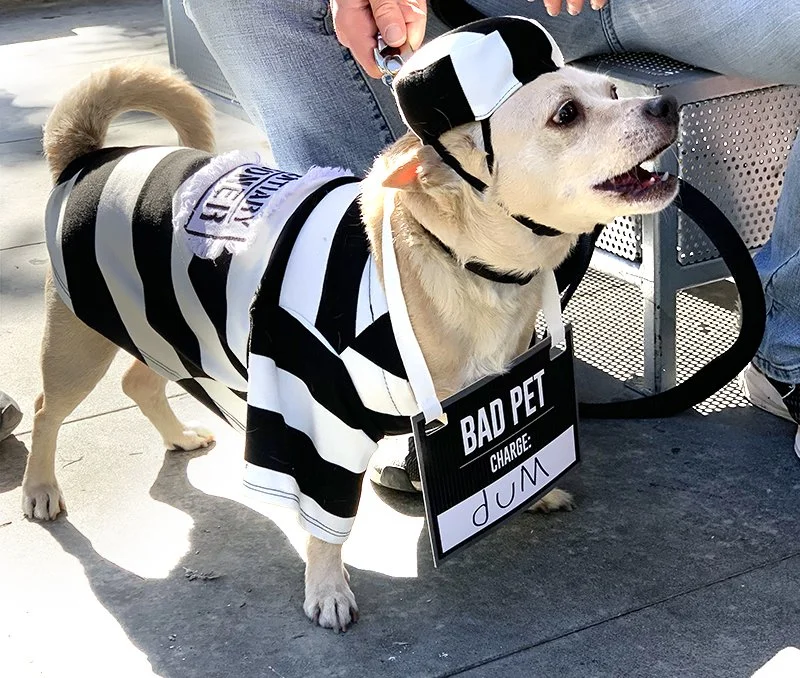 DogCostumeJailbait.jpg