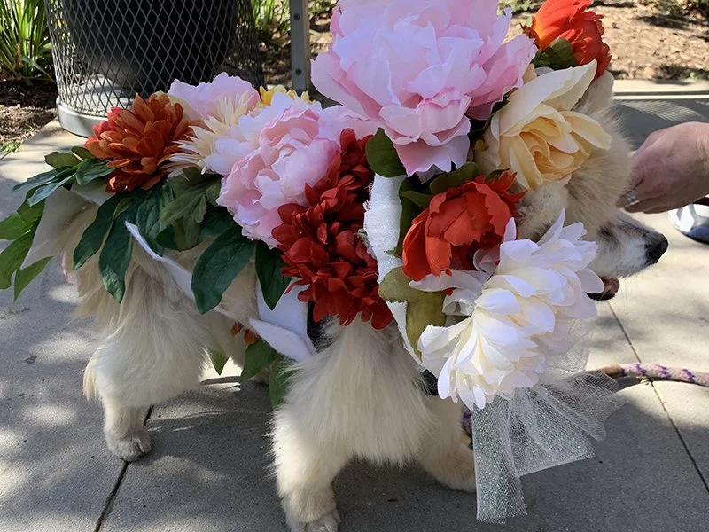 DogCostumeParade.jpg
