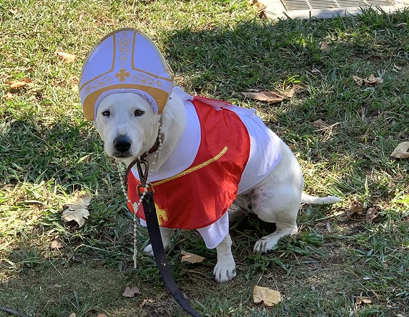 DogCostumeParadePope.jpg