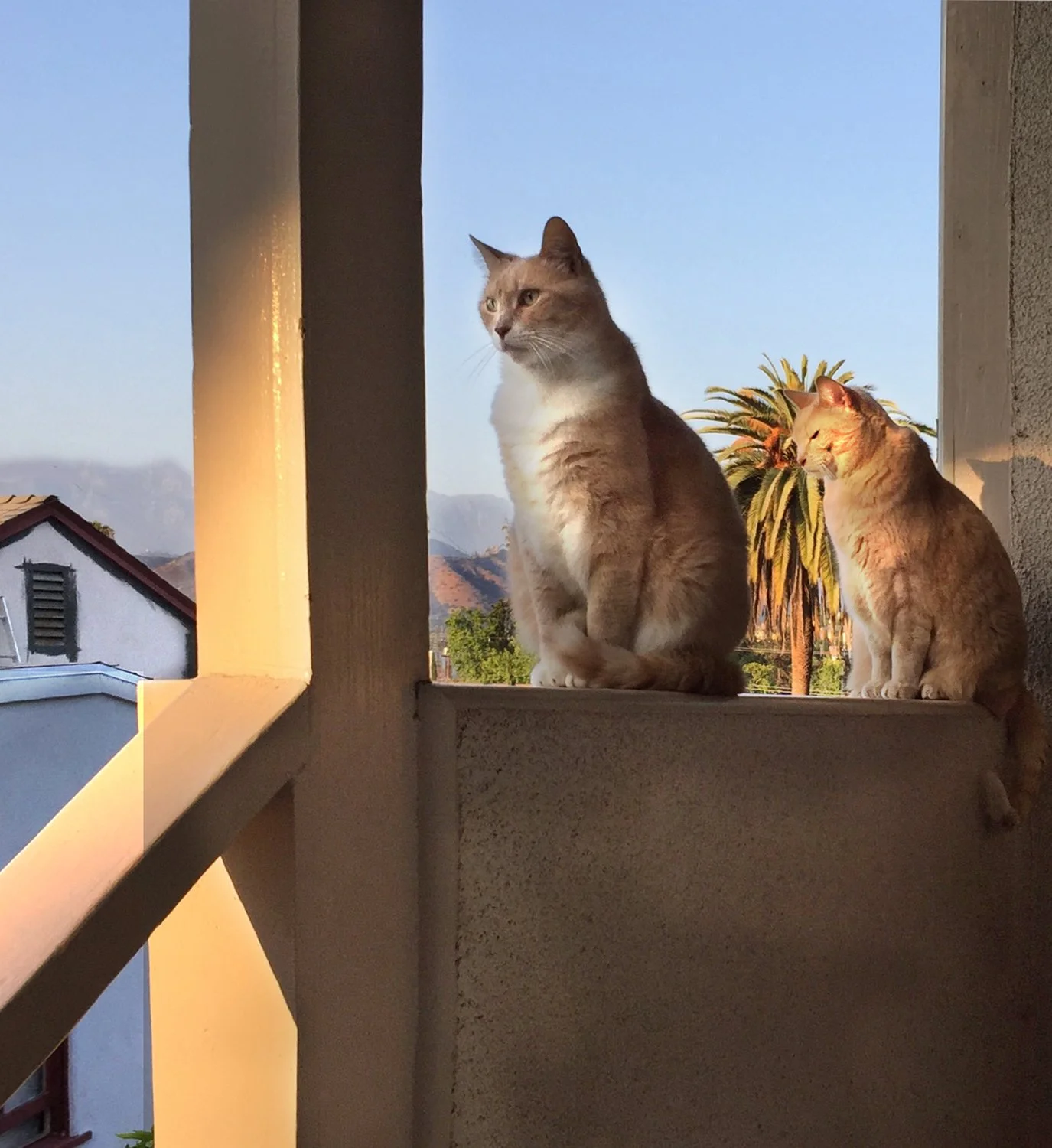 IngridsCats.jpg