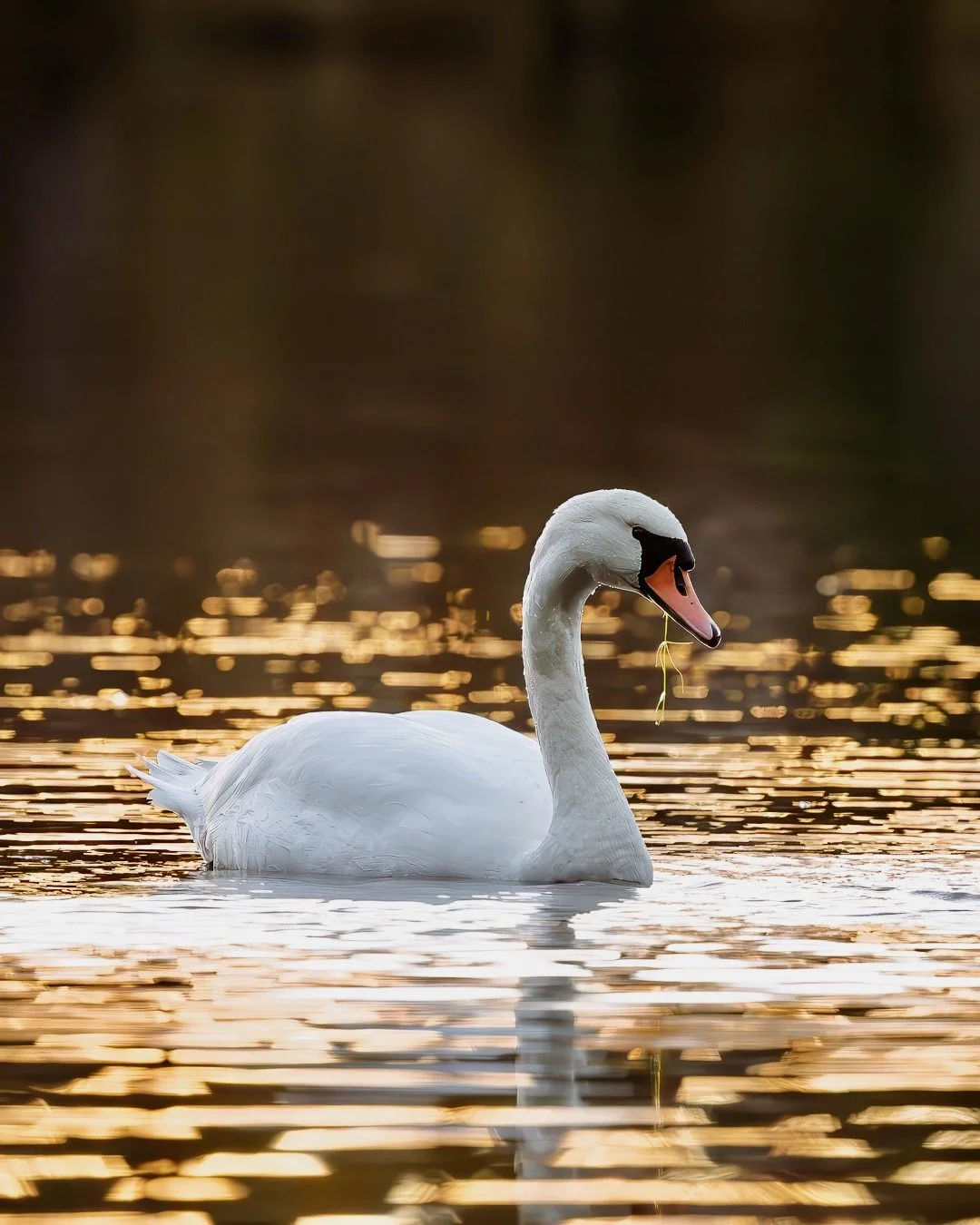 Svan 2025-10-14-1.jpeg