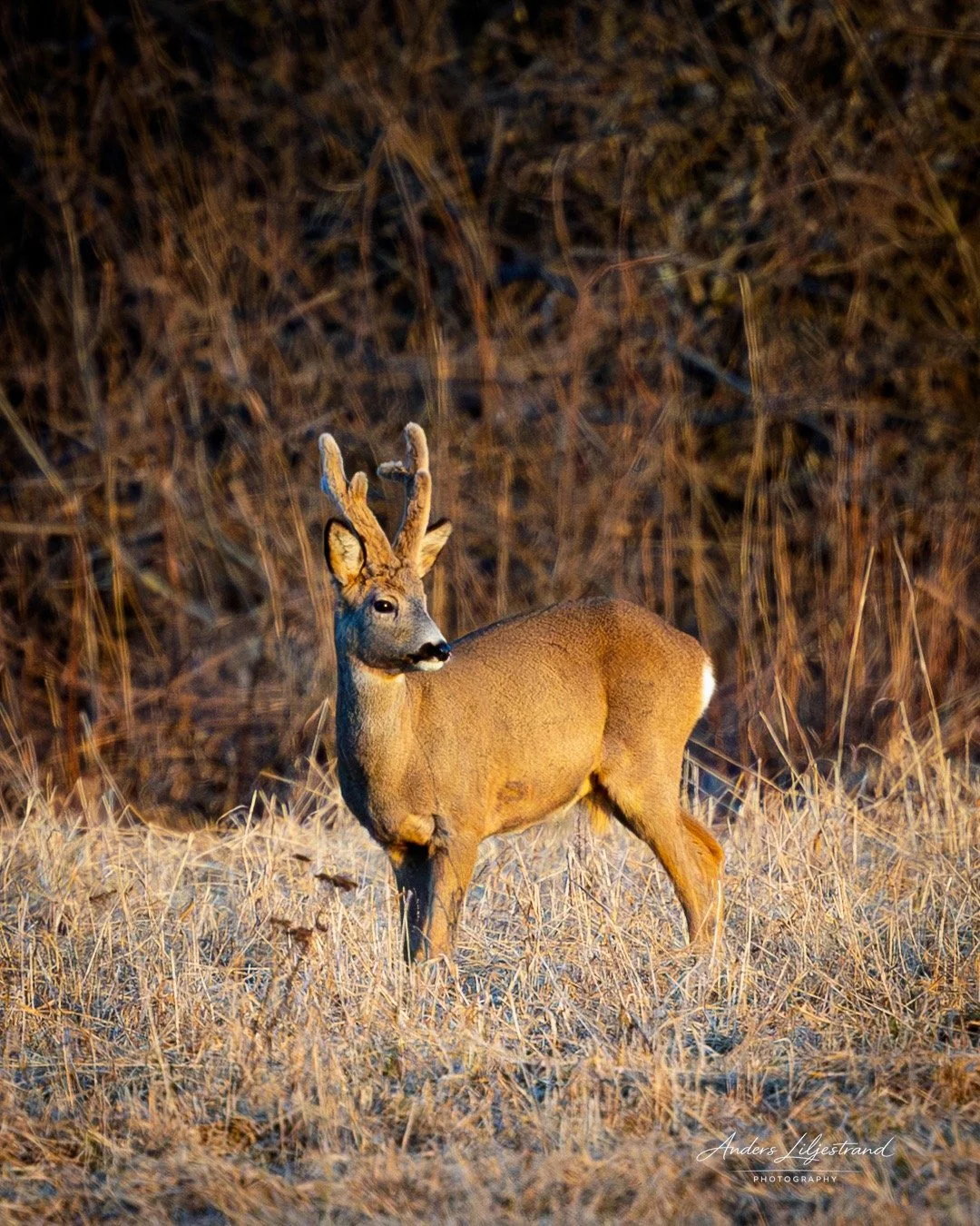 Rådjur Östra Deje-19 mars 2026 - 1.jpeg