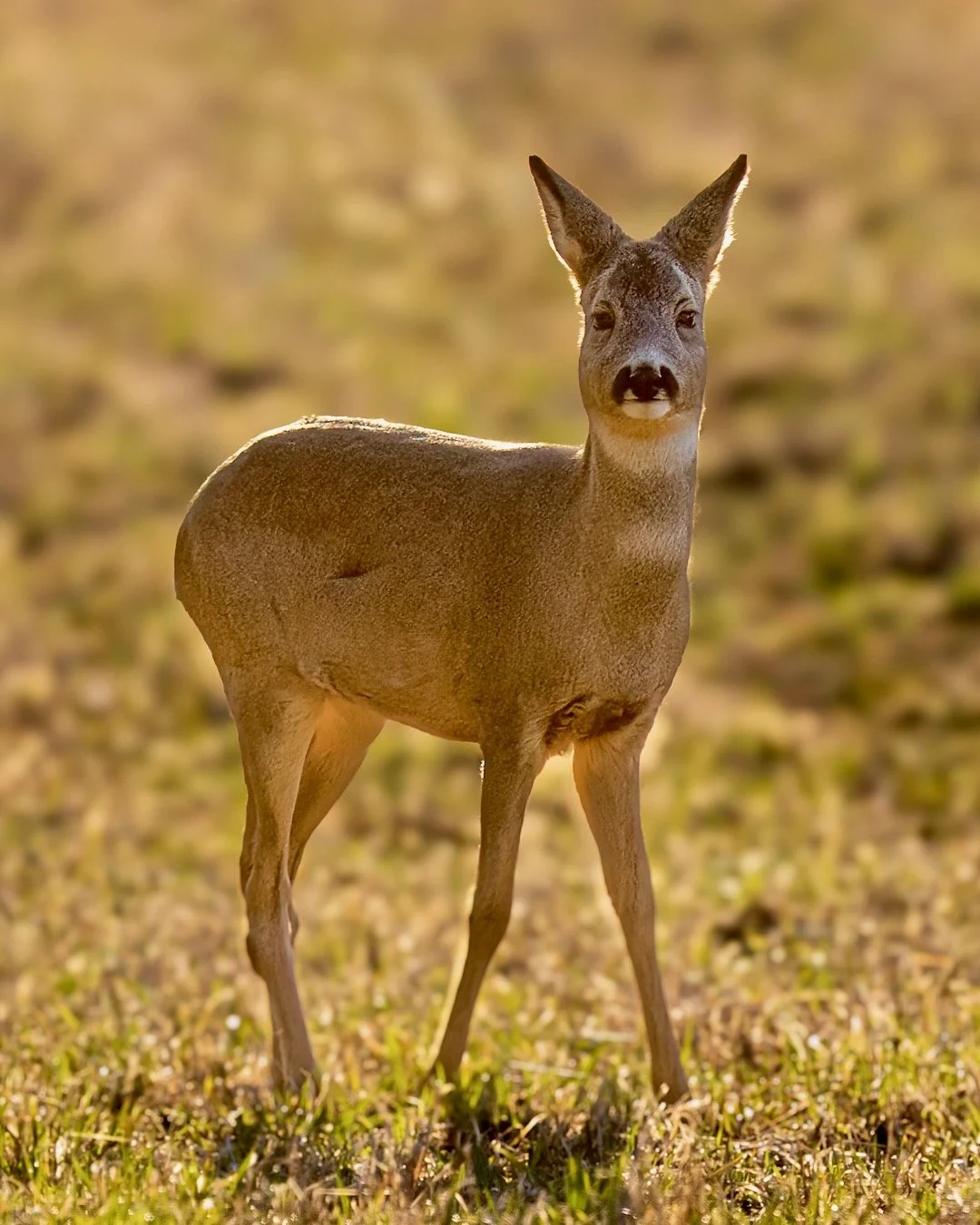 Story 2025-04-04-1.jpeg