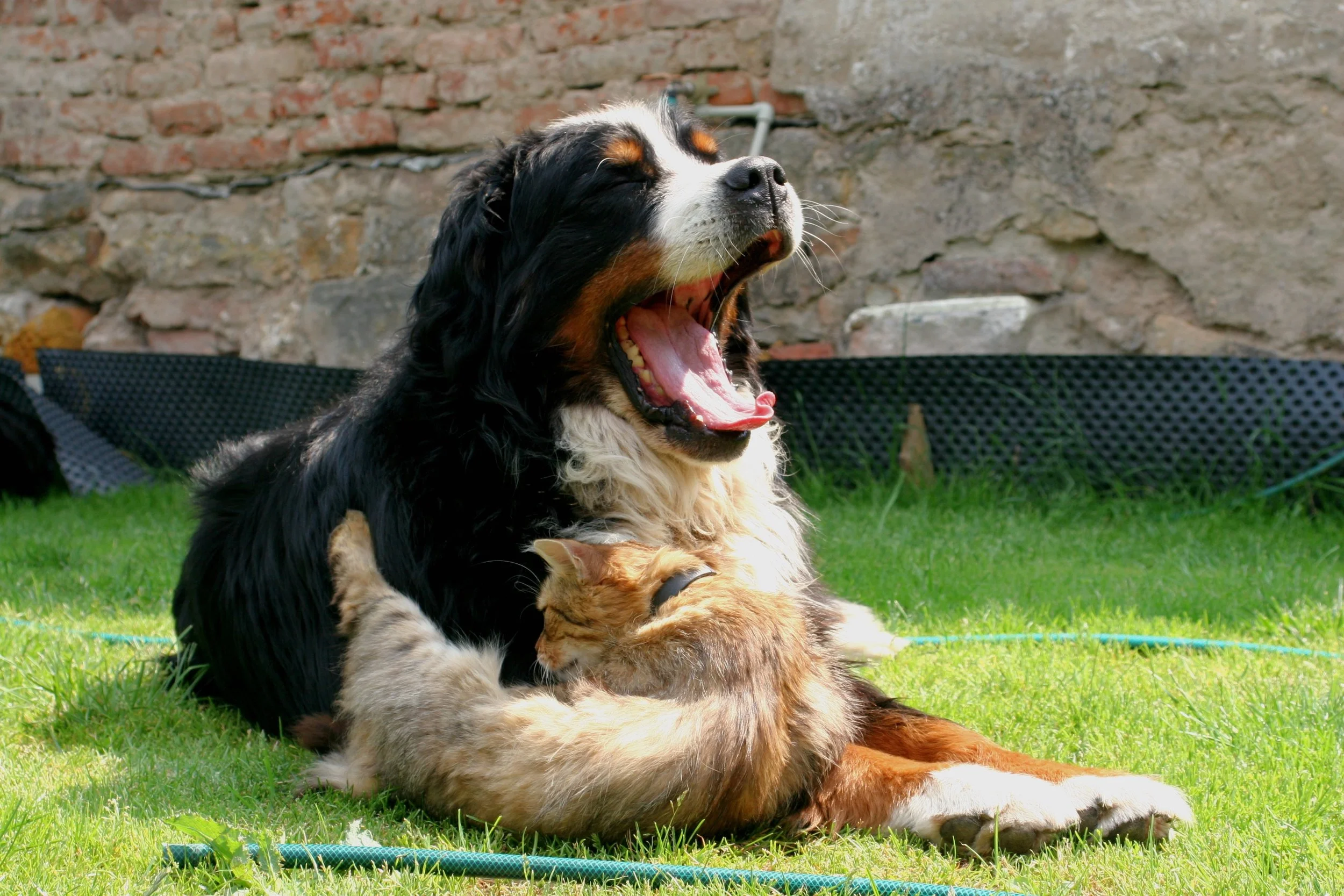 A Bernese Mountain Dog yawning while lying on the grass with an orange tabby kitten snuggling against its chest.