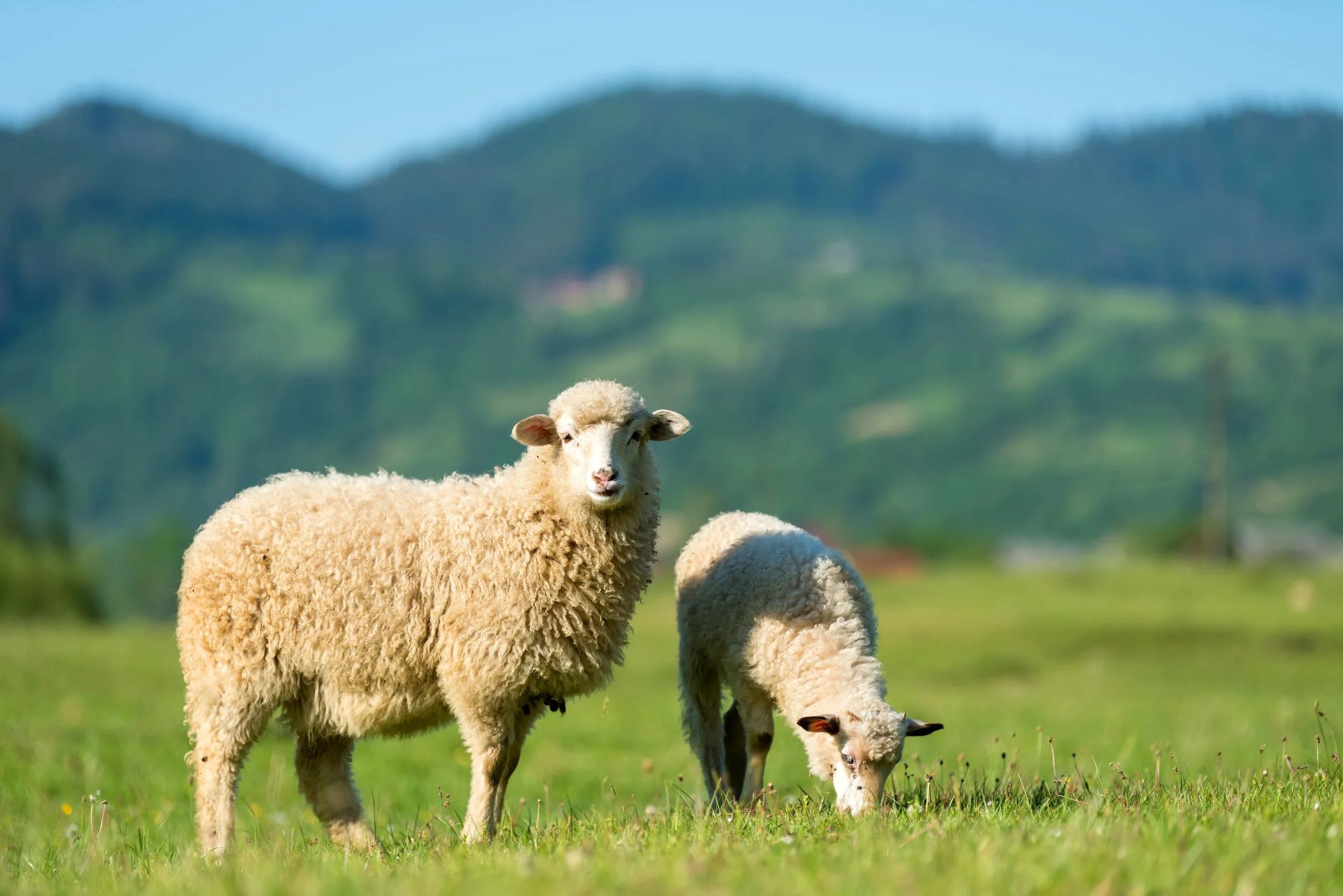 A fluffy white sheep in a green field with a mountain in the background, grazing alongside a lamb.