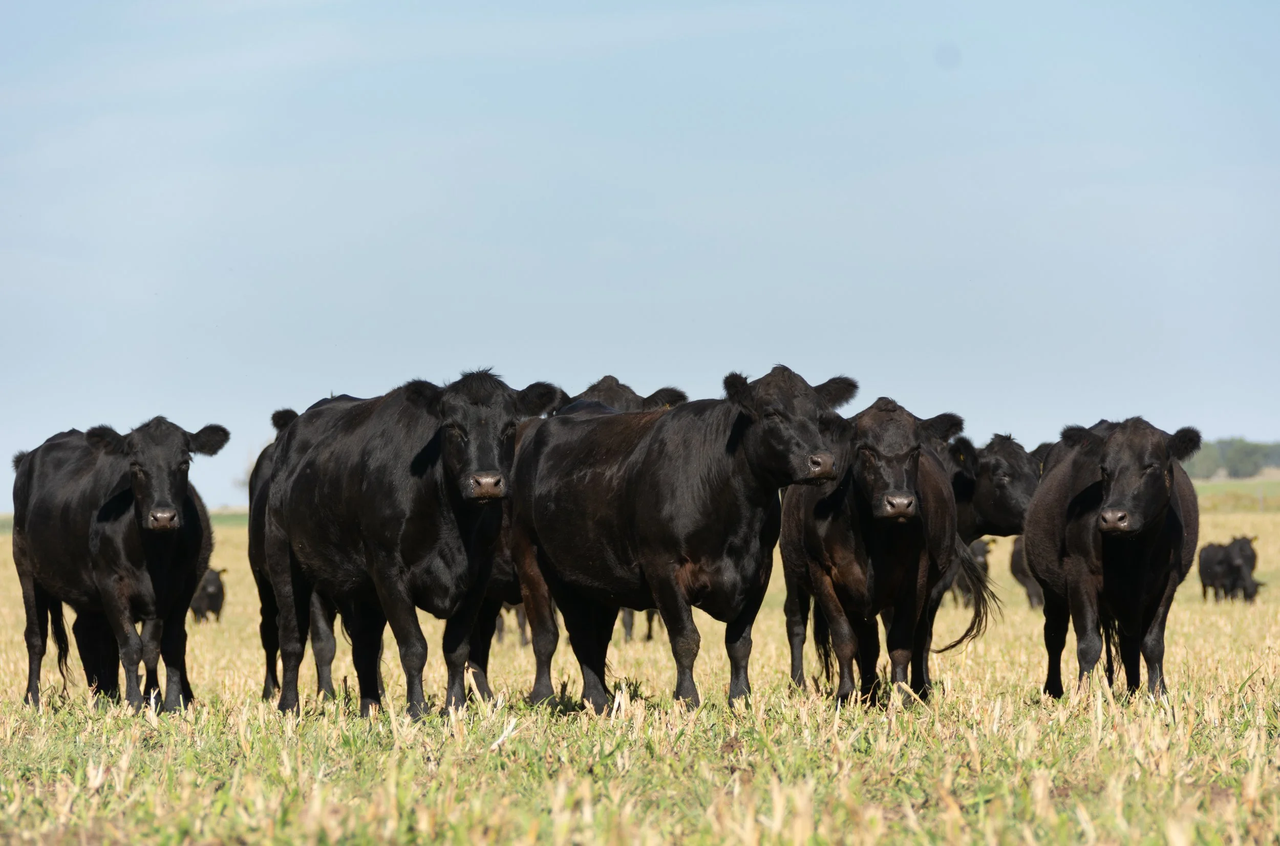 A herd of black cows standing on a grassy plain under a partly cloudy sky.