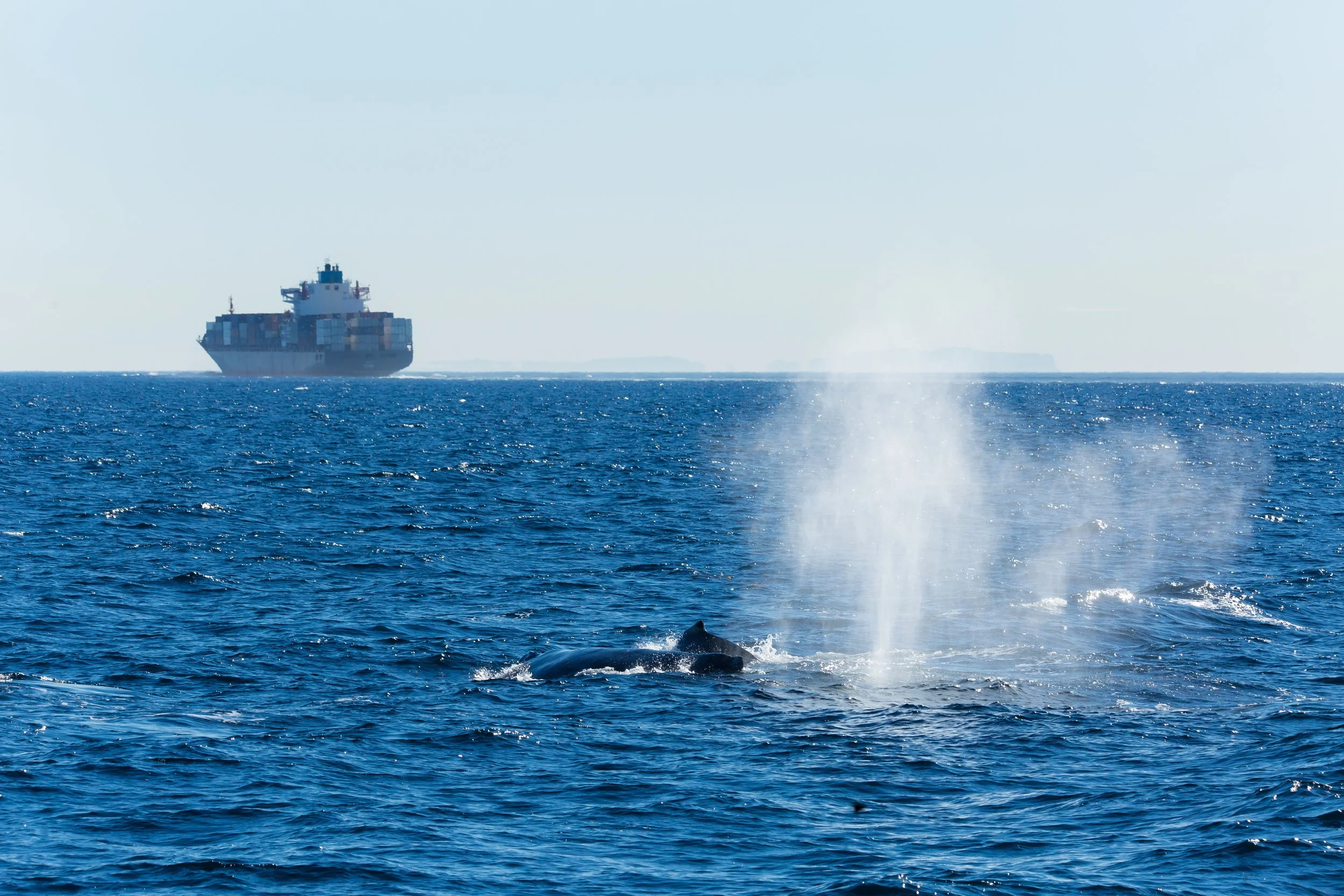 A large cargo ship sailing on the ocean with calm blue waters, distant land, and a clear sky.