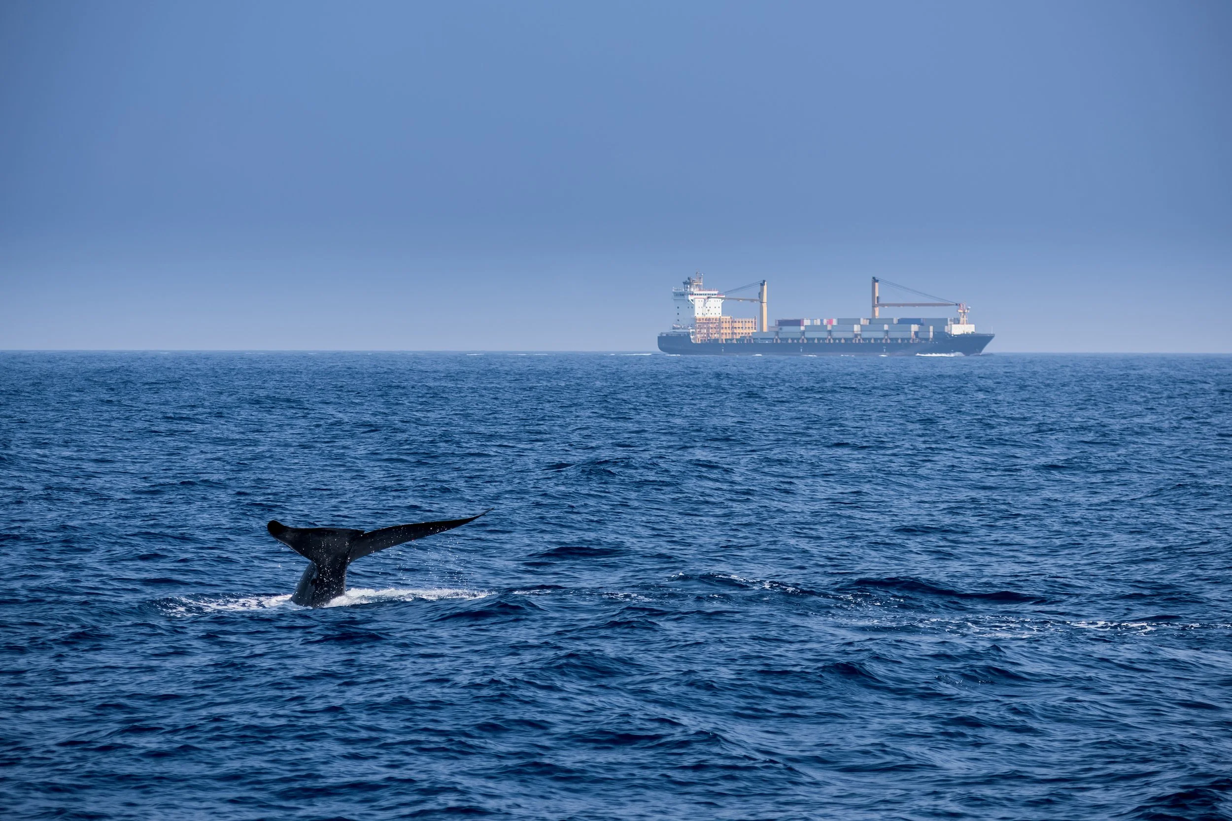 Initiative : Marine Biodiversity and Ocean Health Roadmap and Breakthrough Goal Launched at COP29