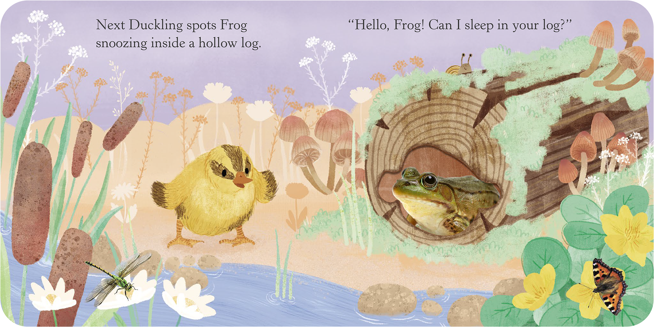 Illustration of a chick standing on the ground near a pond, with cattails, flowers, and plants around. To the right, a frog peeks out of a hollow log, with mushrooms and greenery on top. Text at the top reads, 'Next Duckling spots Frog snoozing inside a hollow log.' and '