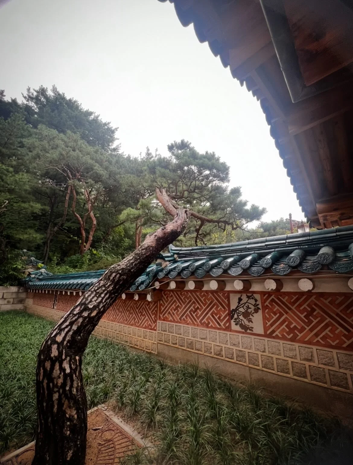 Traditional Korean hanok courtyard with pine tree and tiled roof