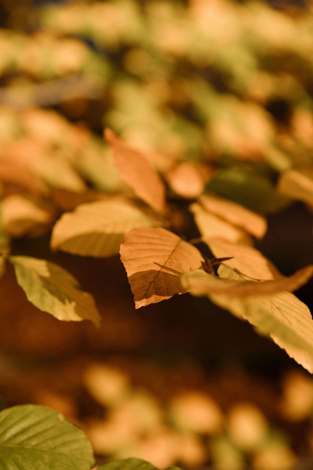 Ayurvedische invloeden bij coaching bij Het Innerlijk Atelier in Tilburg.