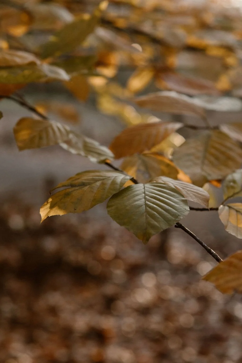 Bruine herfstbladeren op een tak, met een zachte focus en een bokeh-achtergrond.