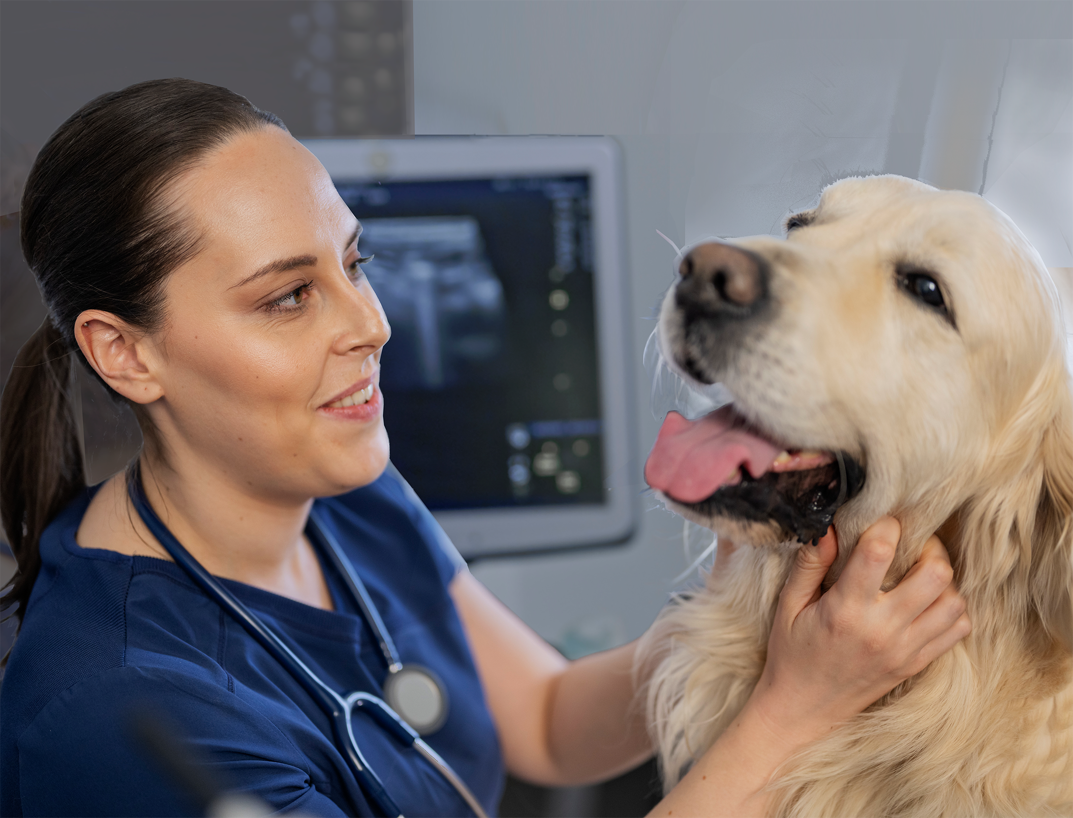 A female veterinarian examining a golden retriever dog in a veterinary clinic, with an ultrasound screen in the background.