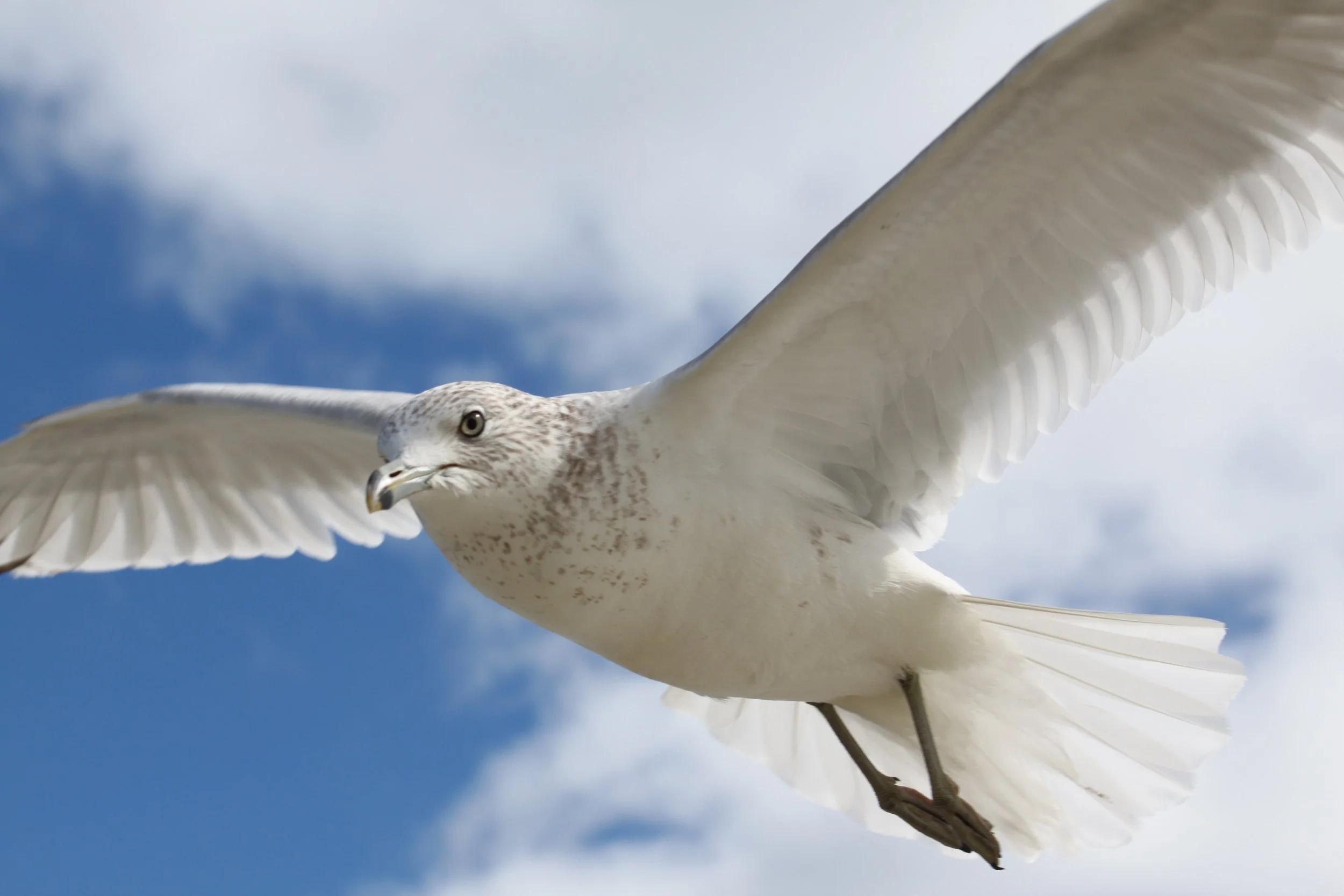 A white bird, possibly a seagull, flying against a partly cloudy blue sky.