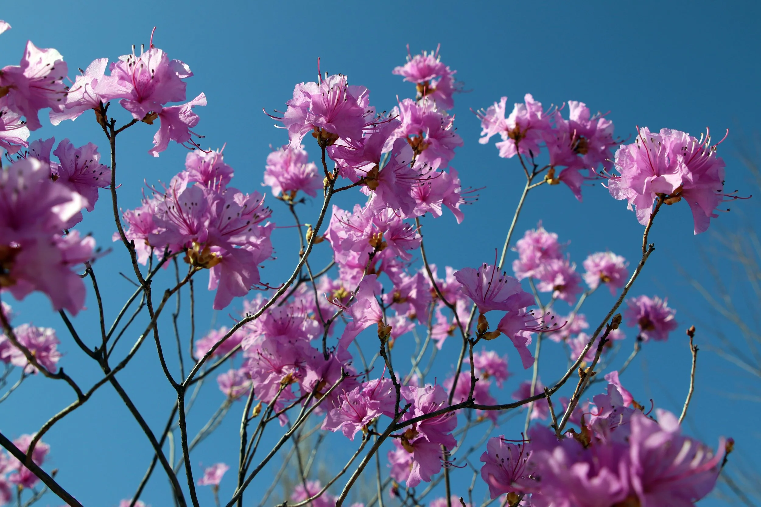 Pink flowering tree branches with blossoms against a blue sky.