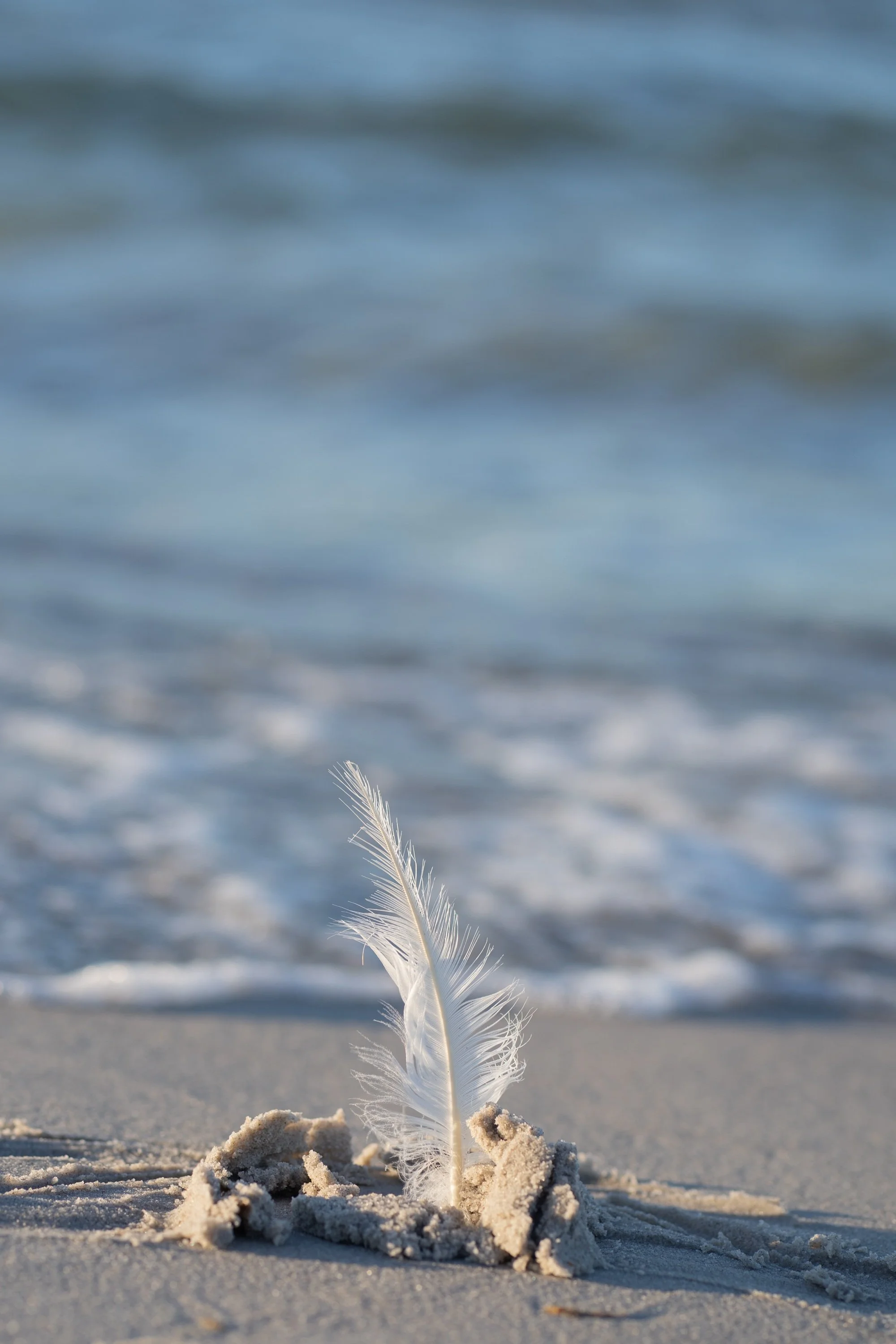 A white feather standing upright in the sand on a beach, with gentle waves in the background.