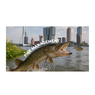 Pike Management.png