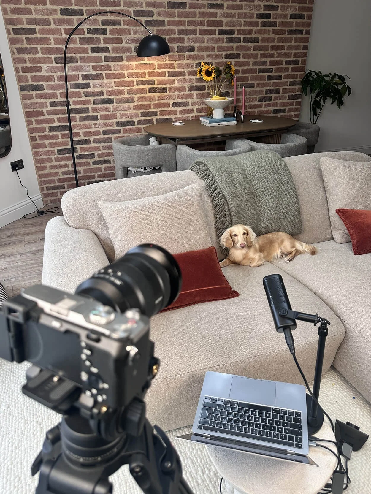A camera and microphone setup in a living room recording a dog lying on a beige sofa with red pillows, in front of a brick wall with a wooden table, sunflowers in a vase, and a potted plant.
