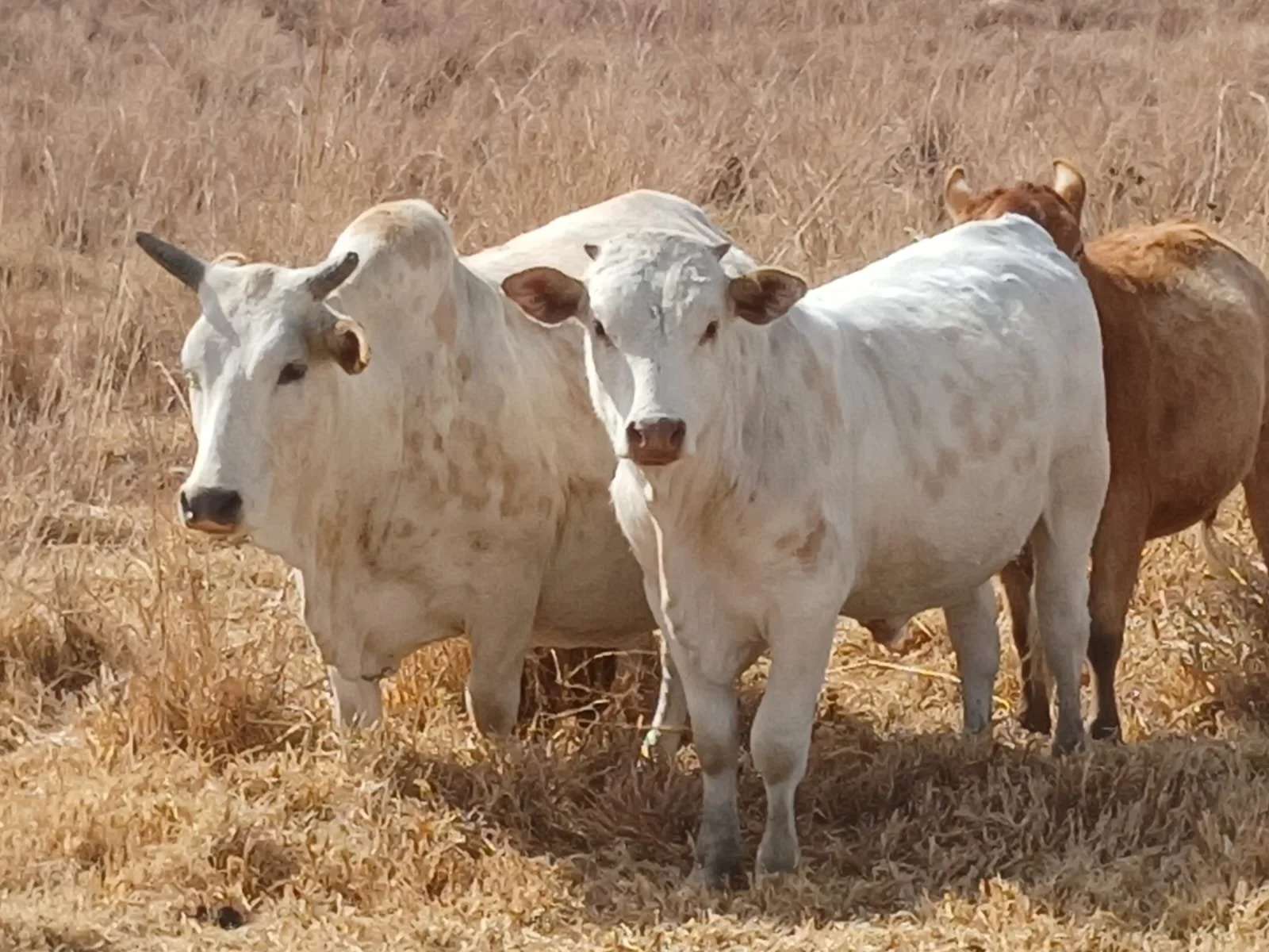 Slaughter Cows