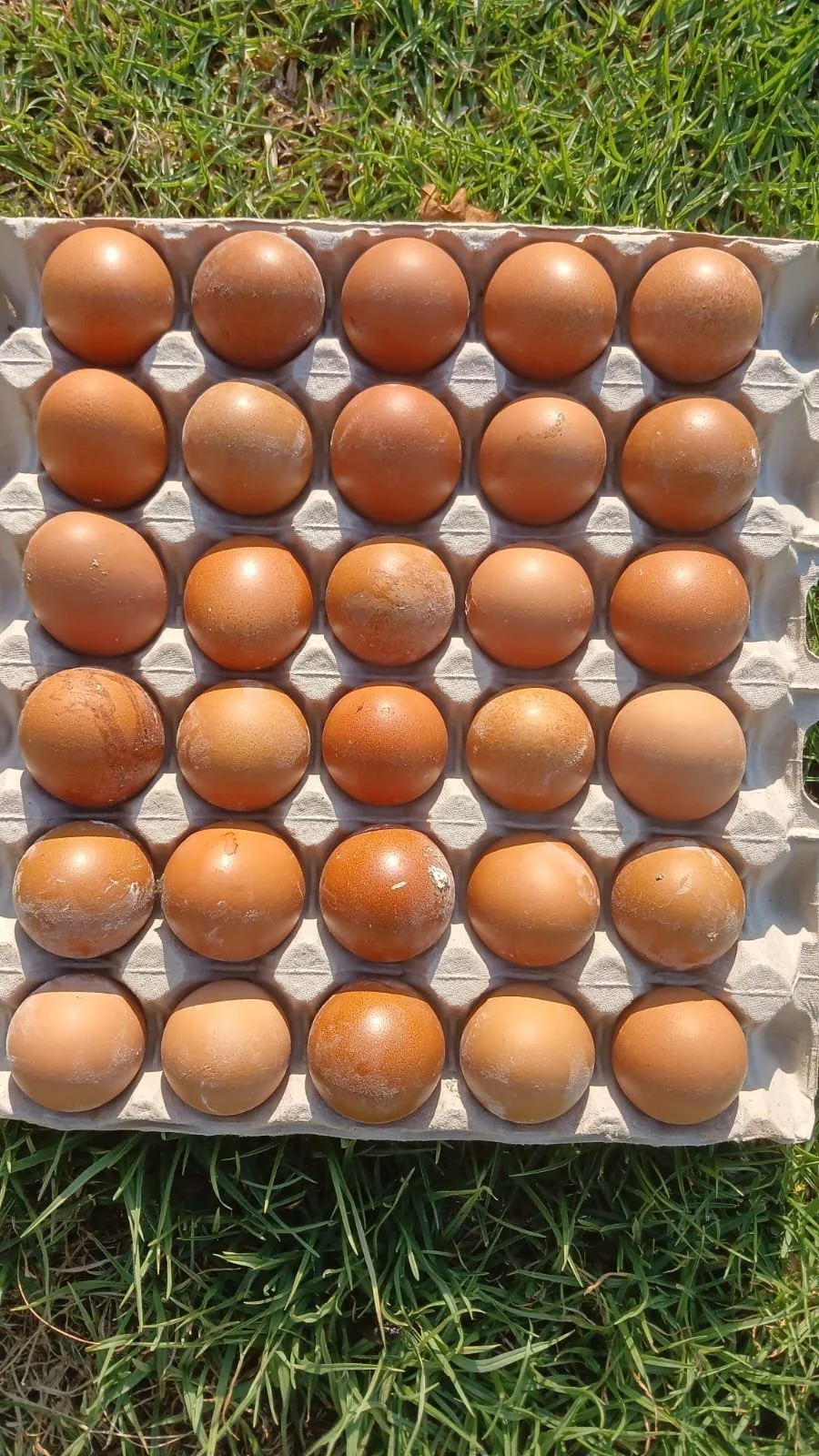 Eggs