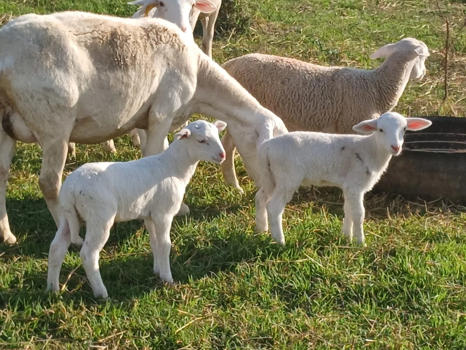 Sheep