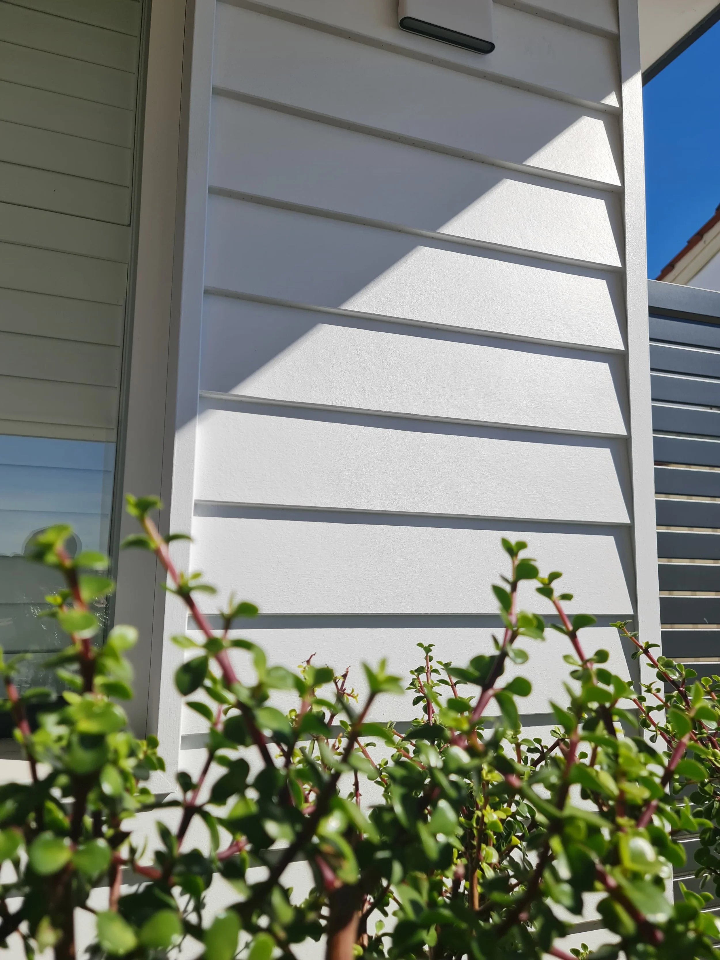 Close-up of green leafy shrub in front of white wall with horizontal siding and part of door or window, cast shadow on wall, clear blue sky in background.