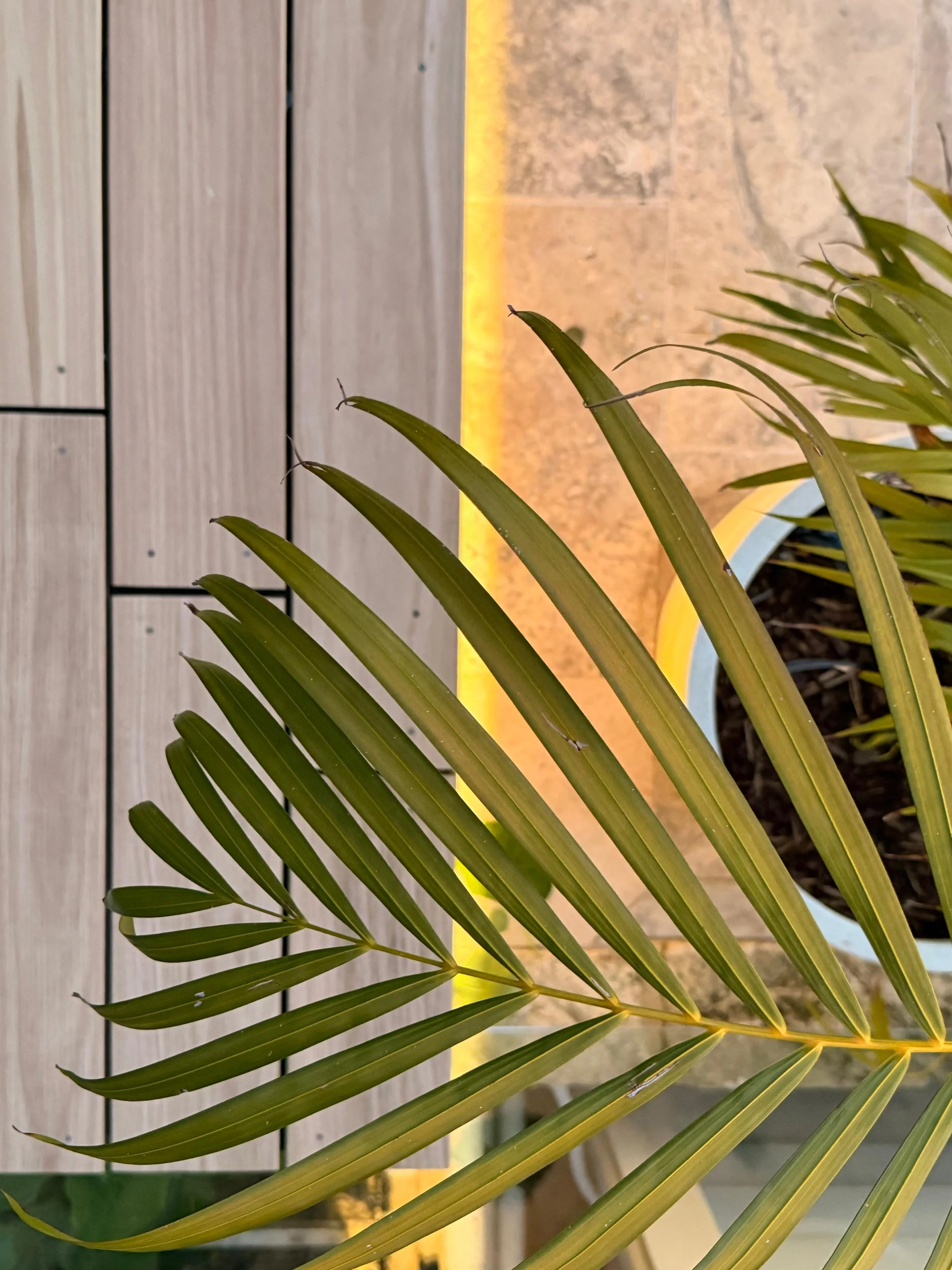 Close-up of a green palm leaf with long, narrow fronds in the foreground. In the background, there is a composite decking bench seat, travertine paving, and LED strip lighting.