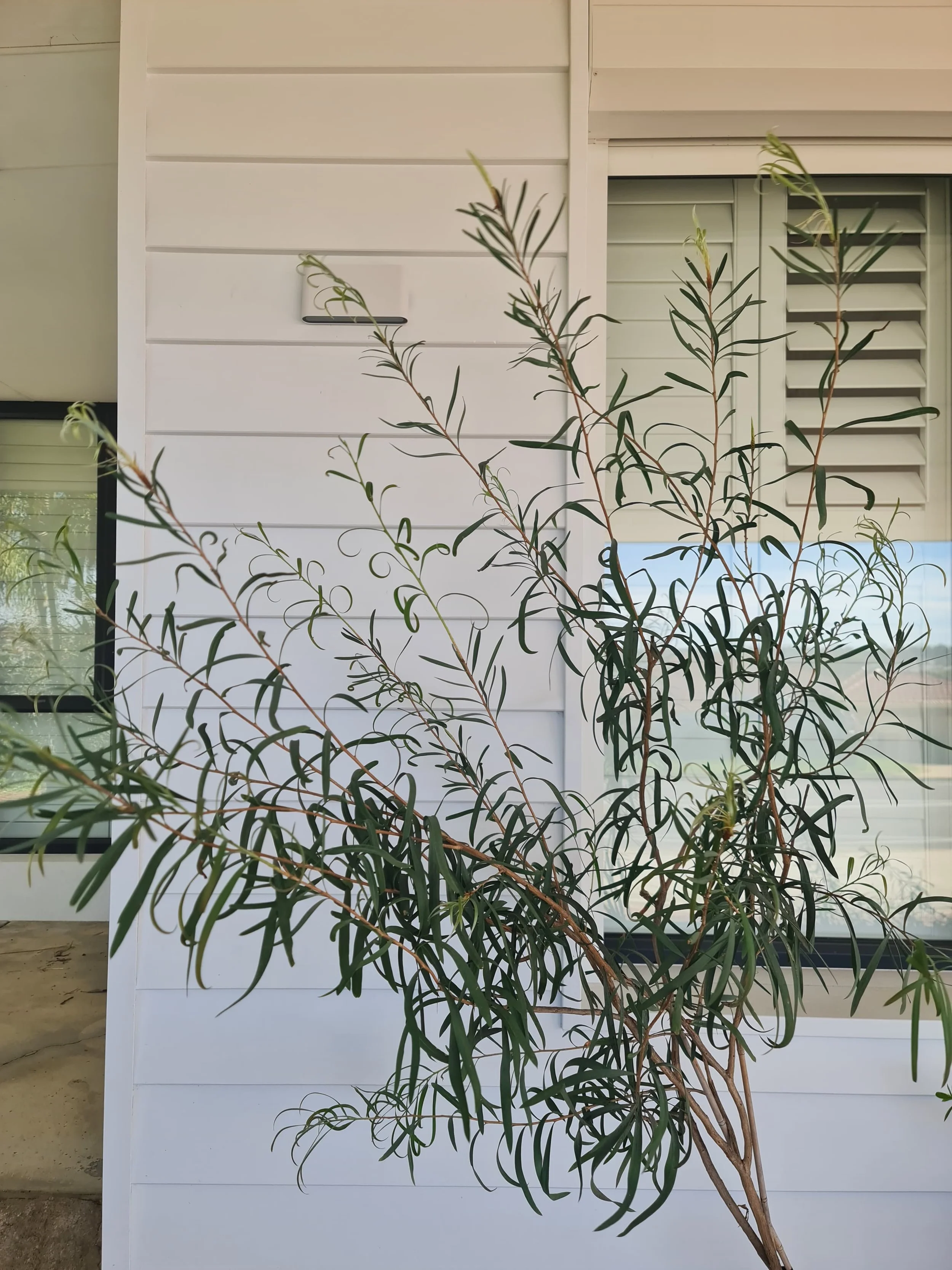 A tall plant with elongated green leaves and thin, twisting branches in front of a white house with horizontal siding and louvered window shutters.