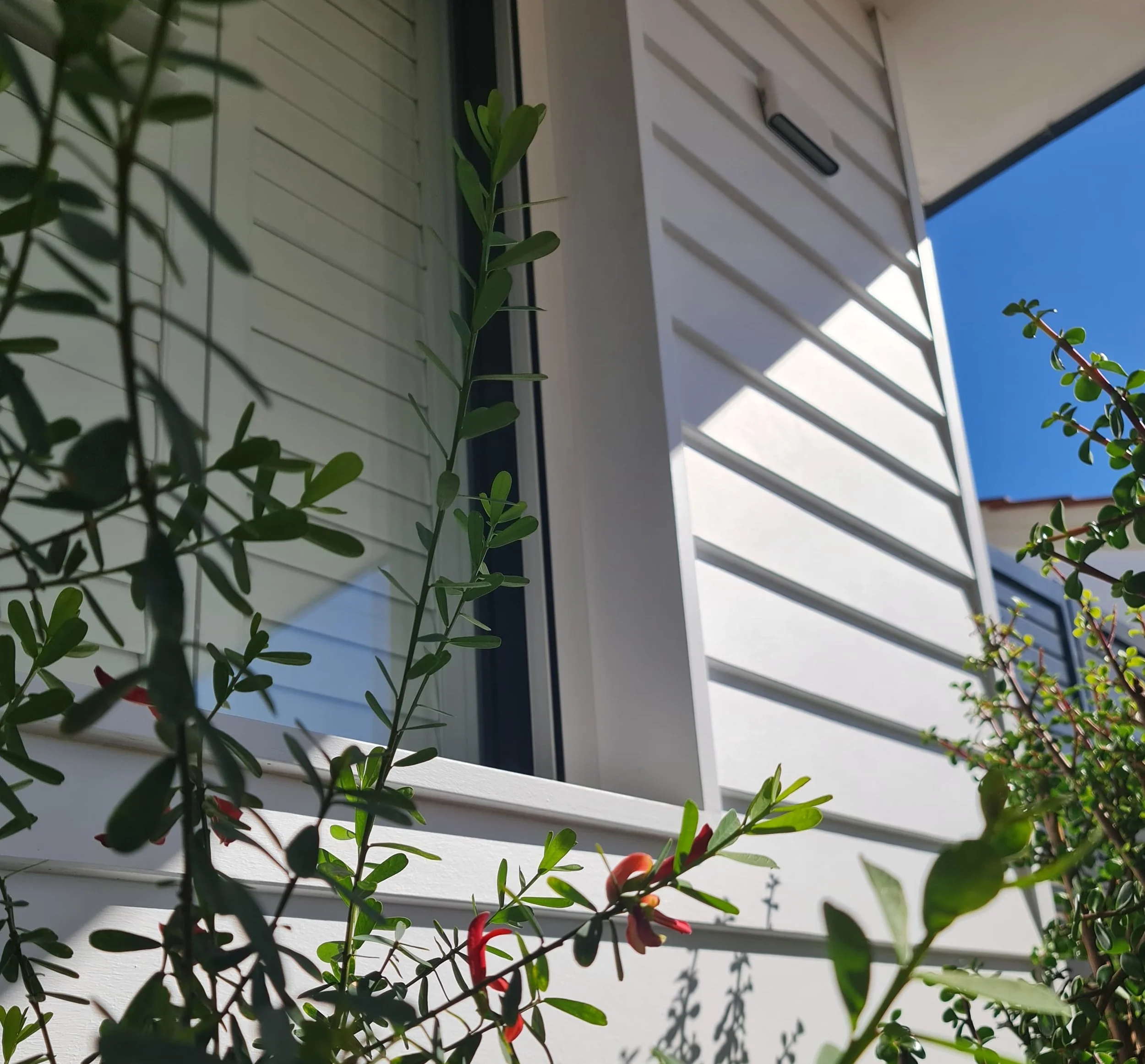 Close-up of green and red plants in front of a white building with a window and a blue sky in the background.