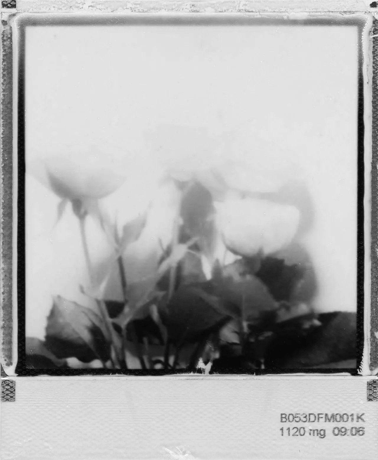 A close-up black-and-white photograph of three roses with leaves, framed as a Polaroid picture, with some text and numbers at the bottom.