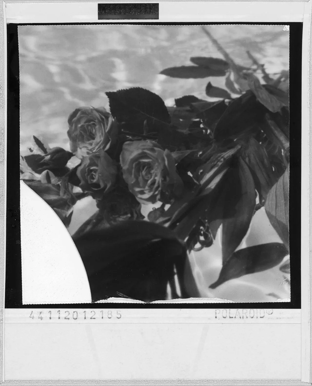Black and white photograph of a bouquet of roses and leaves on top of a camera, with a cloudy sky in the background.