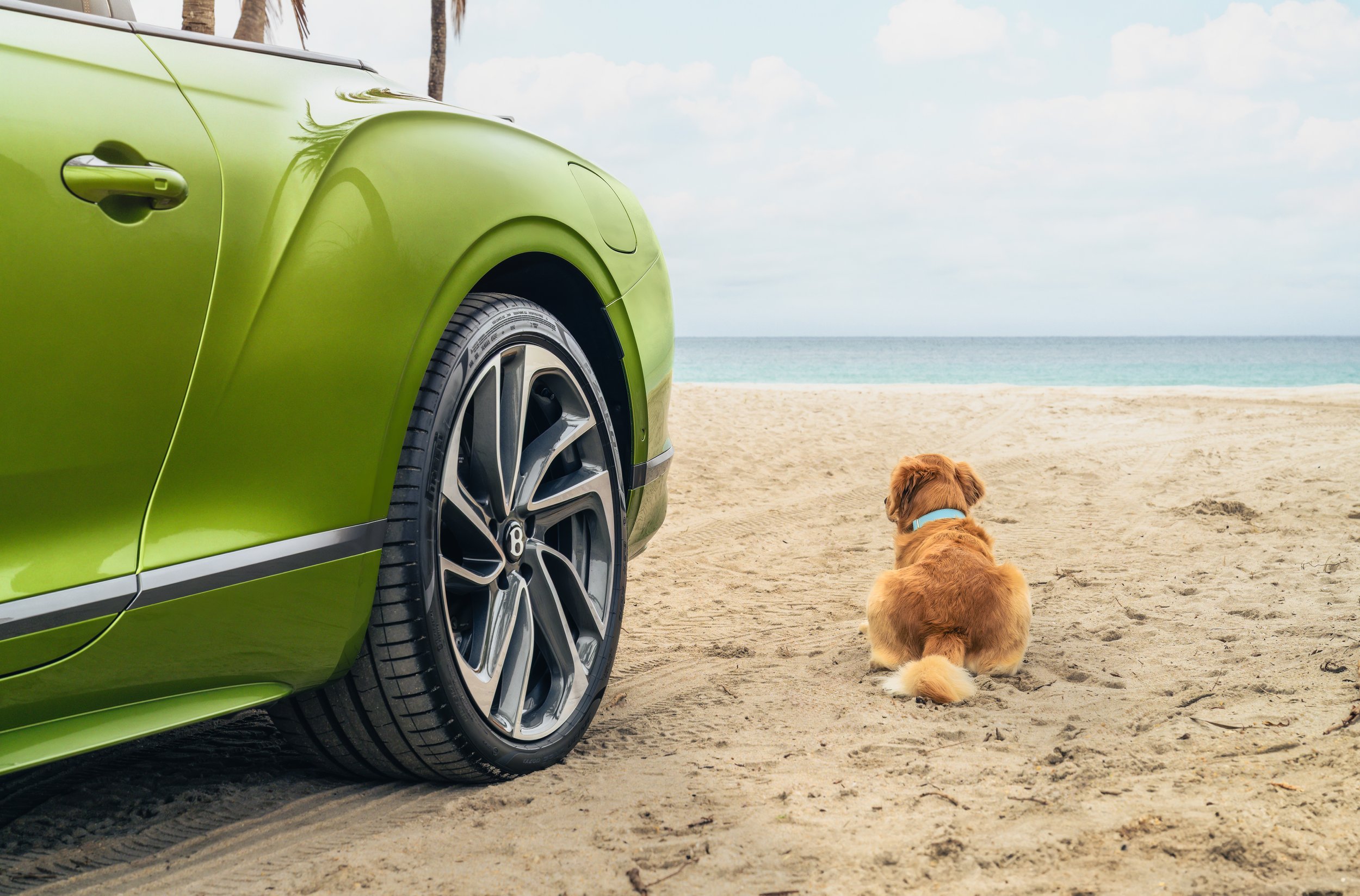 Miami Residences Pet Spa - 7.jpg