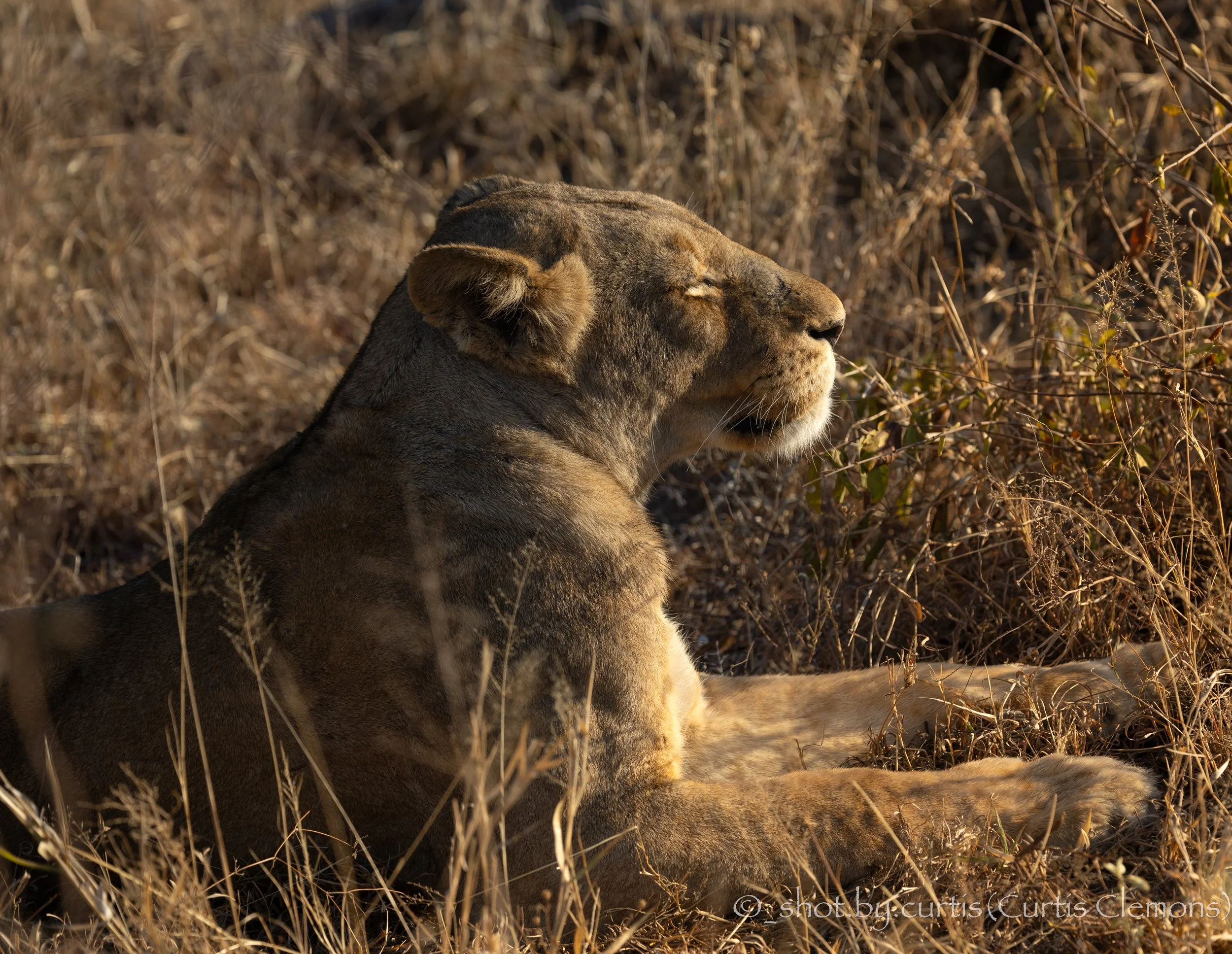 A close-up of a lioness resting in dry grass, with her eyes closed and a relaxed expression.