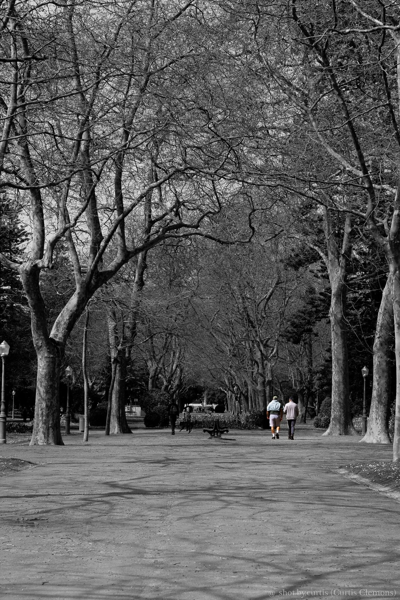 Black and white photo of a park with large trees forming a canopy over a wide pathway. Two men are walking together near the bottom right, with one wearing shorts and a baseball cap. Other people are visible in the distance, some sitting on benches, 