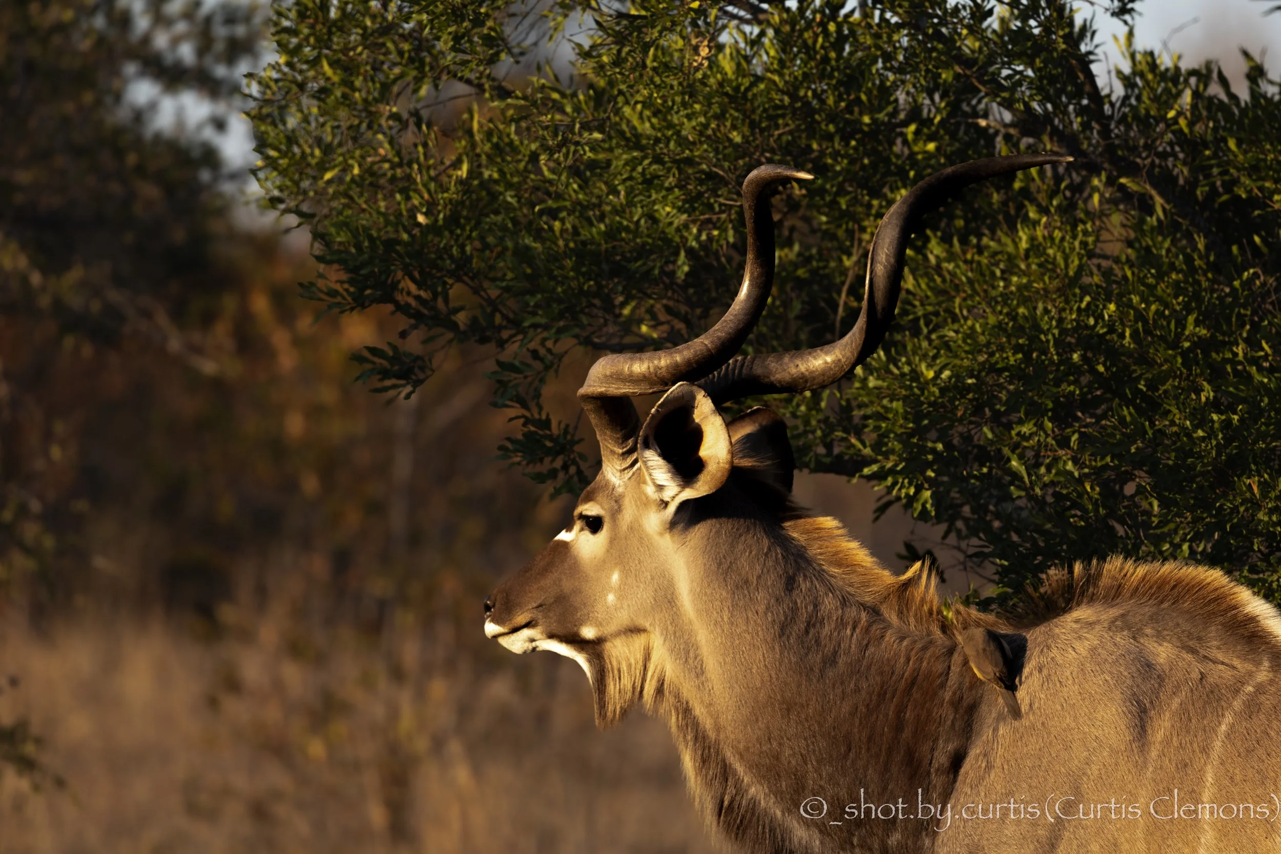 A close-up of a kudu with large twisted horns, standing amidst greenery and trees in the background.