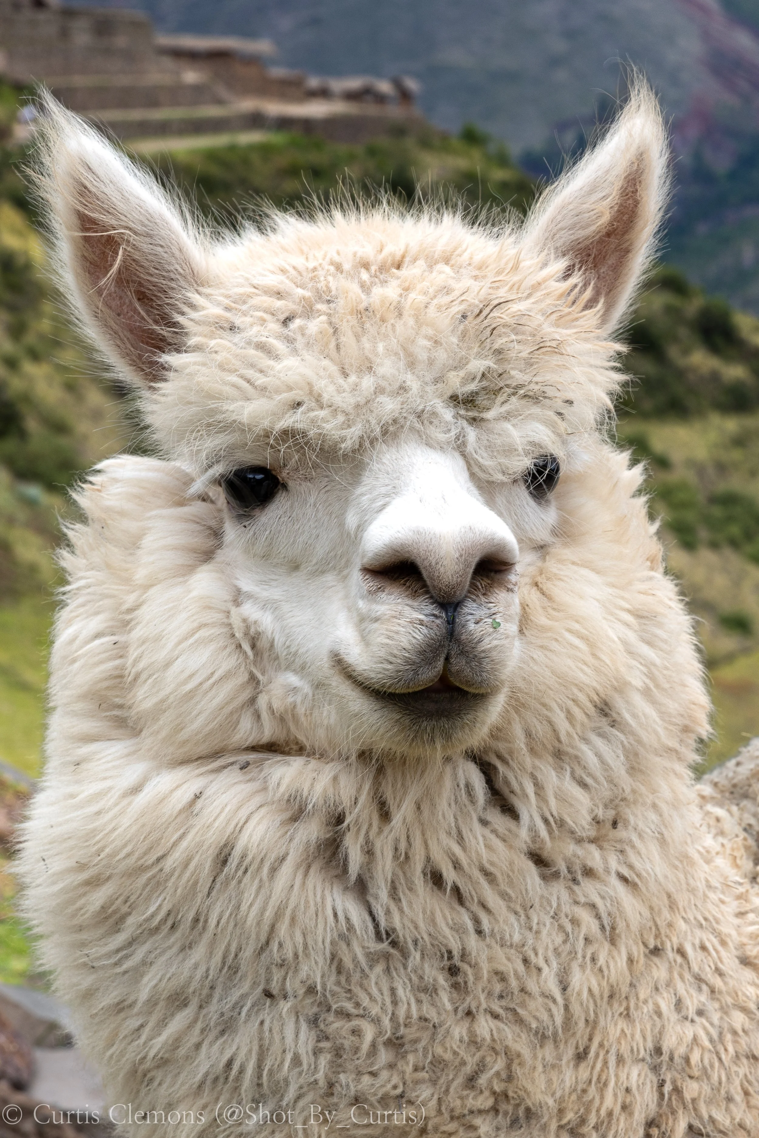 Close-up of a white alpaca with fluffy wool, large ears, and dark eyes, outdoors with mountains and a grassy landscape in the background.