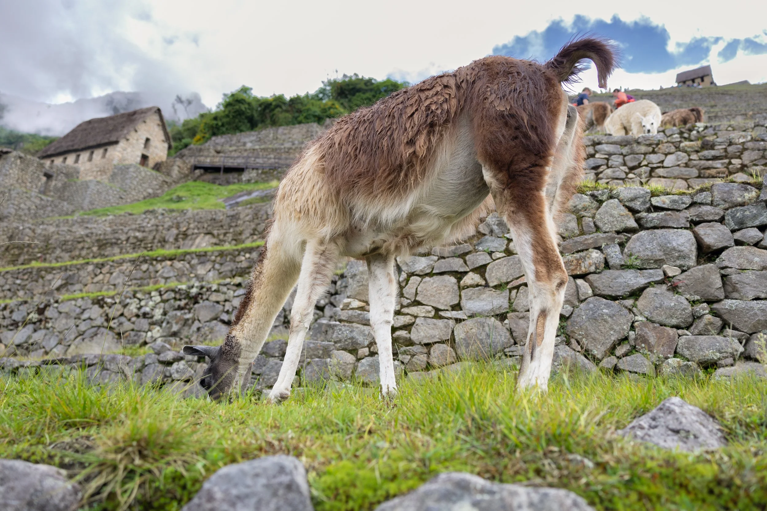 A llama standing on grassy ground with rocks in the foreground, stone buildings and green trees in the background, under a partly cloudy sky.