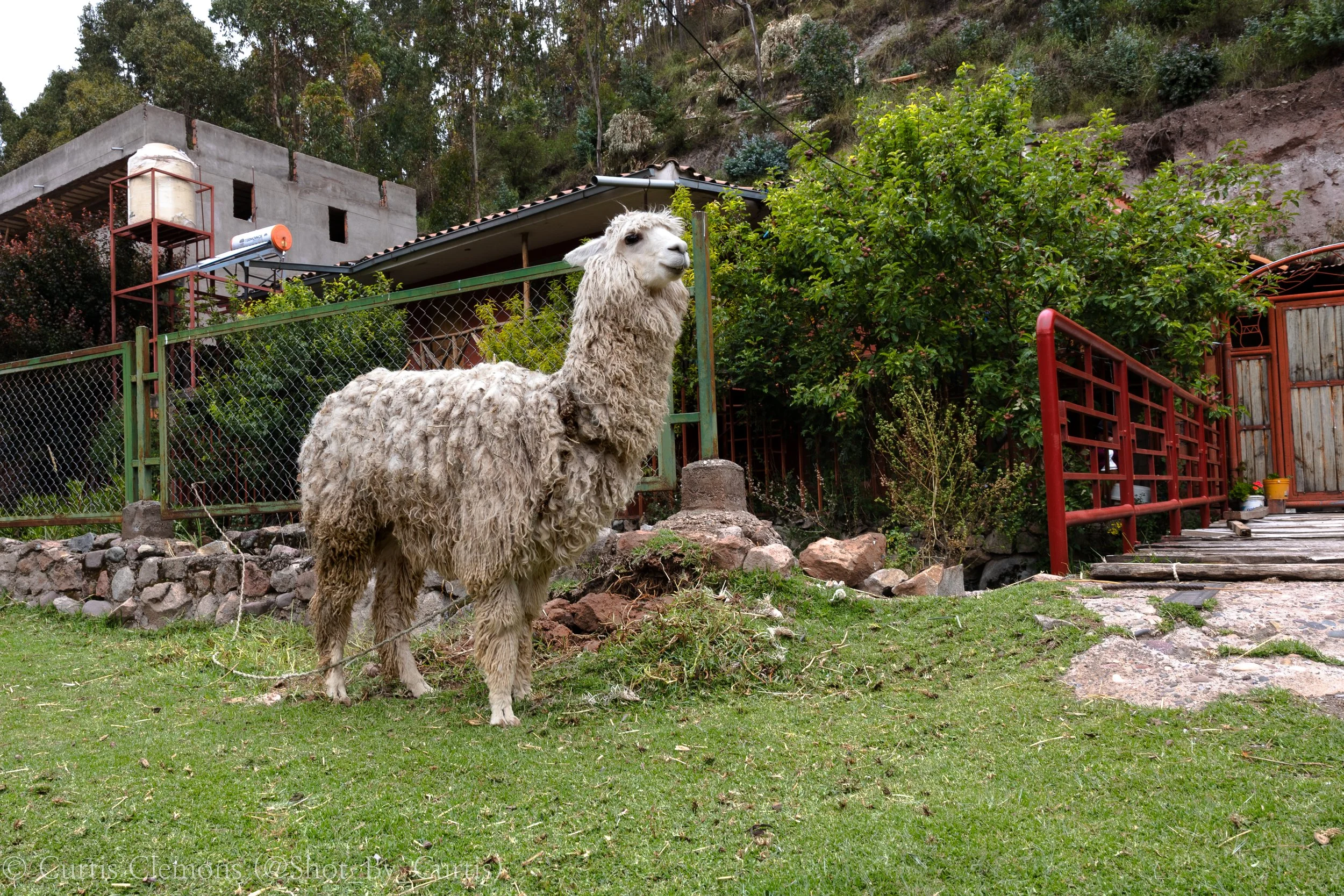 A white llama standing in a grassy yard with trees and a hillside in the background, near a wooden fence and a construction site.