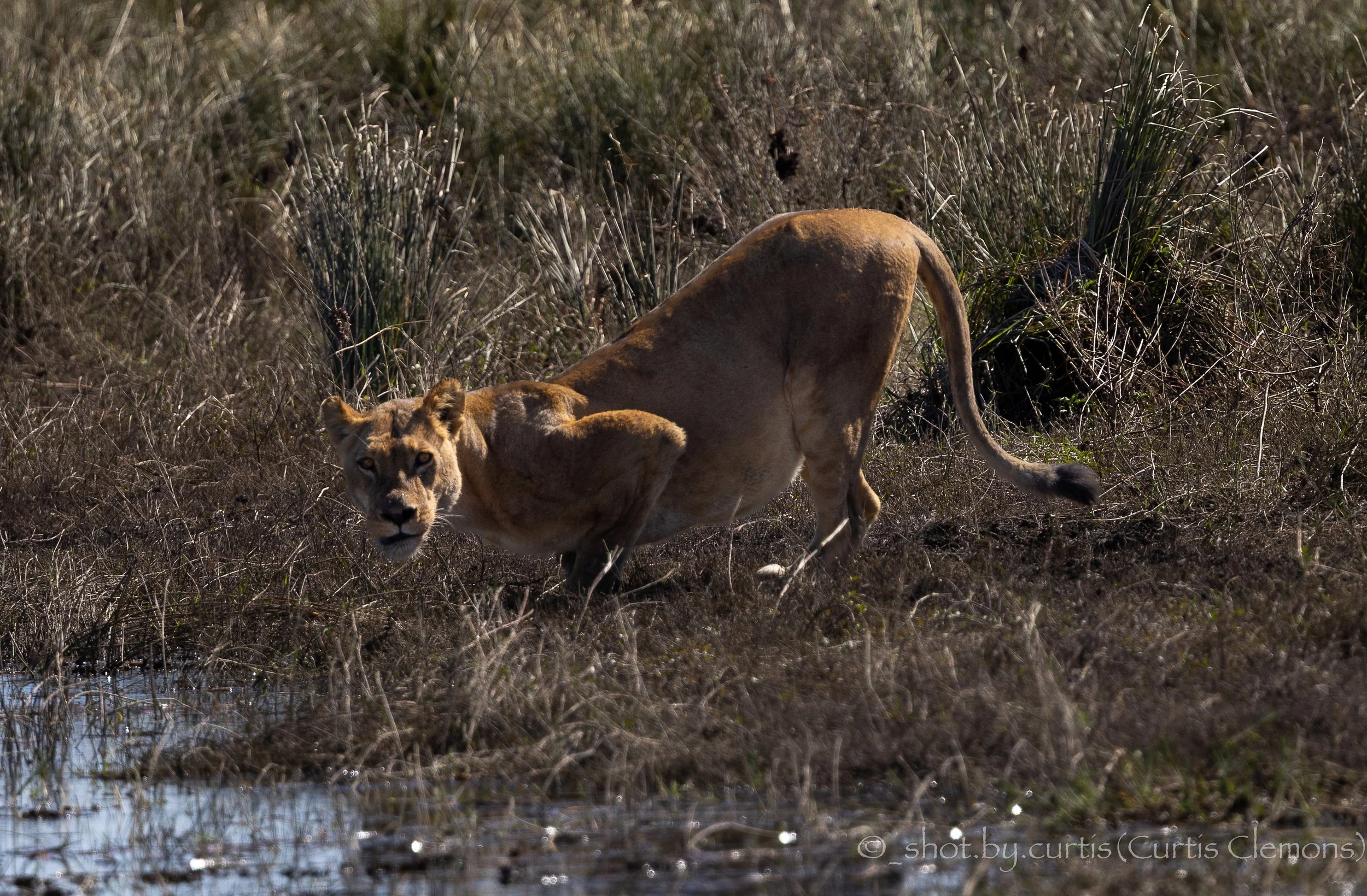 A lioness walking through a grassy wetland area.